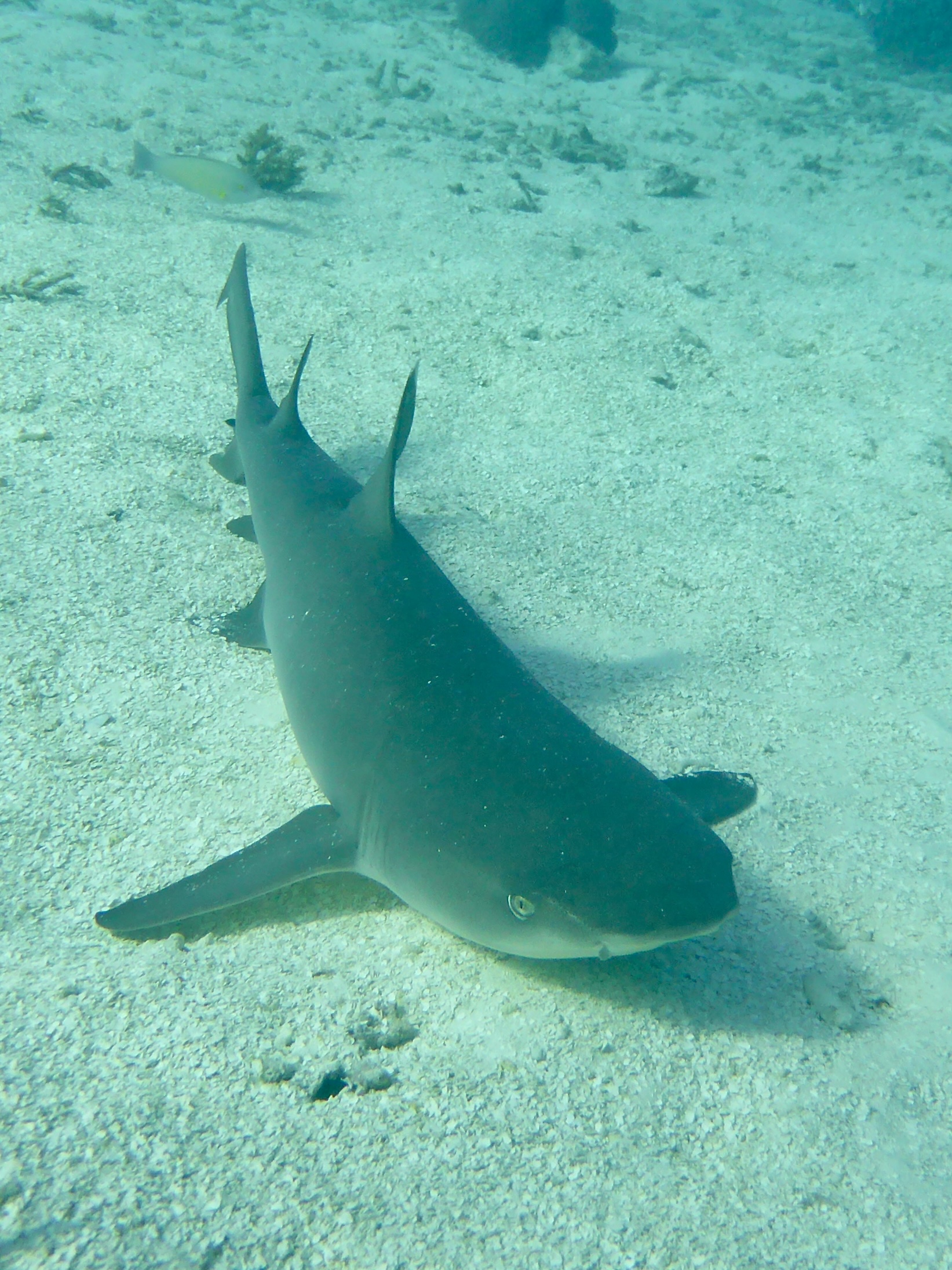 Reef sharks