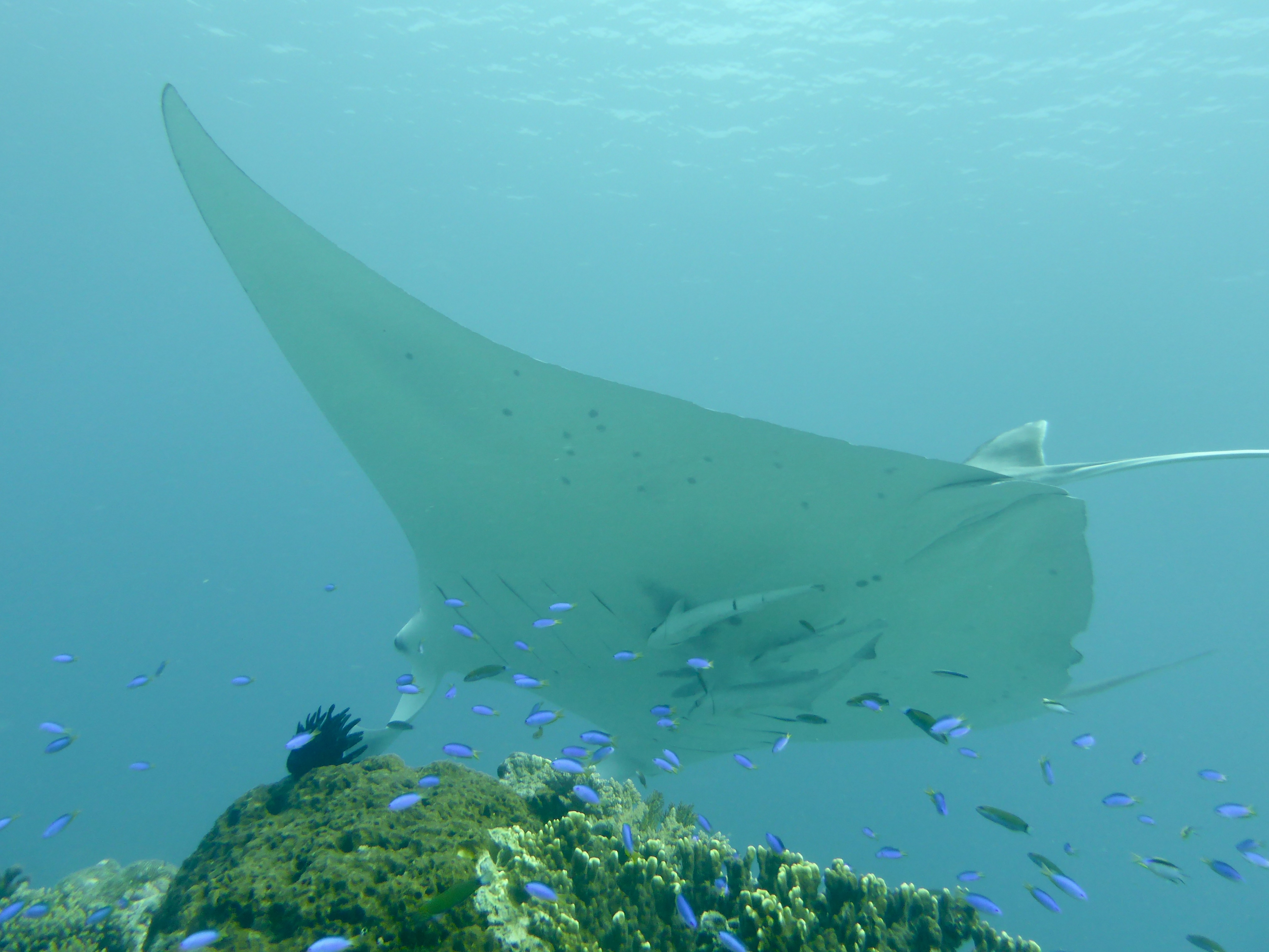 Manta Bommie is a great dive site!