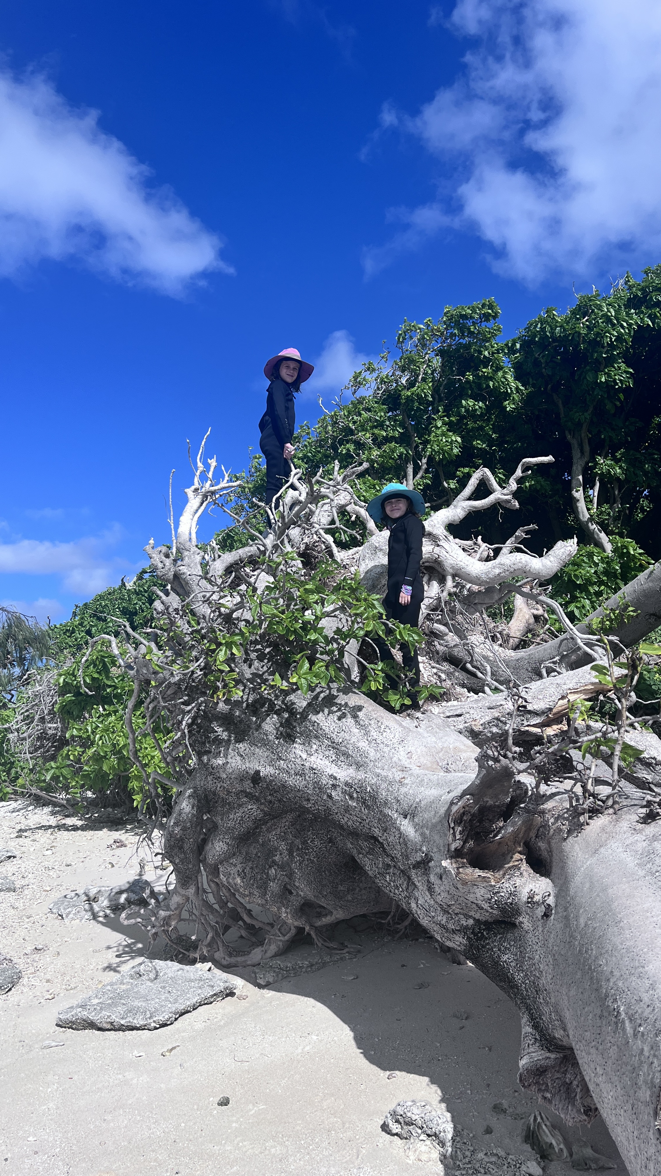 More trees to climb!