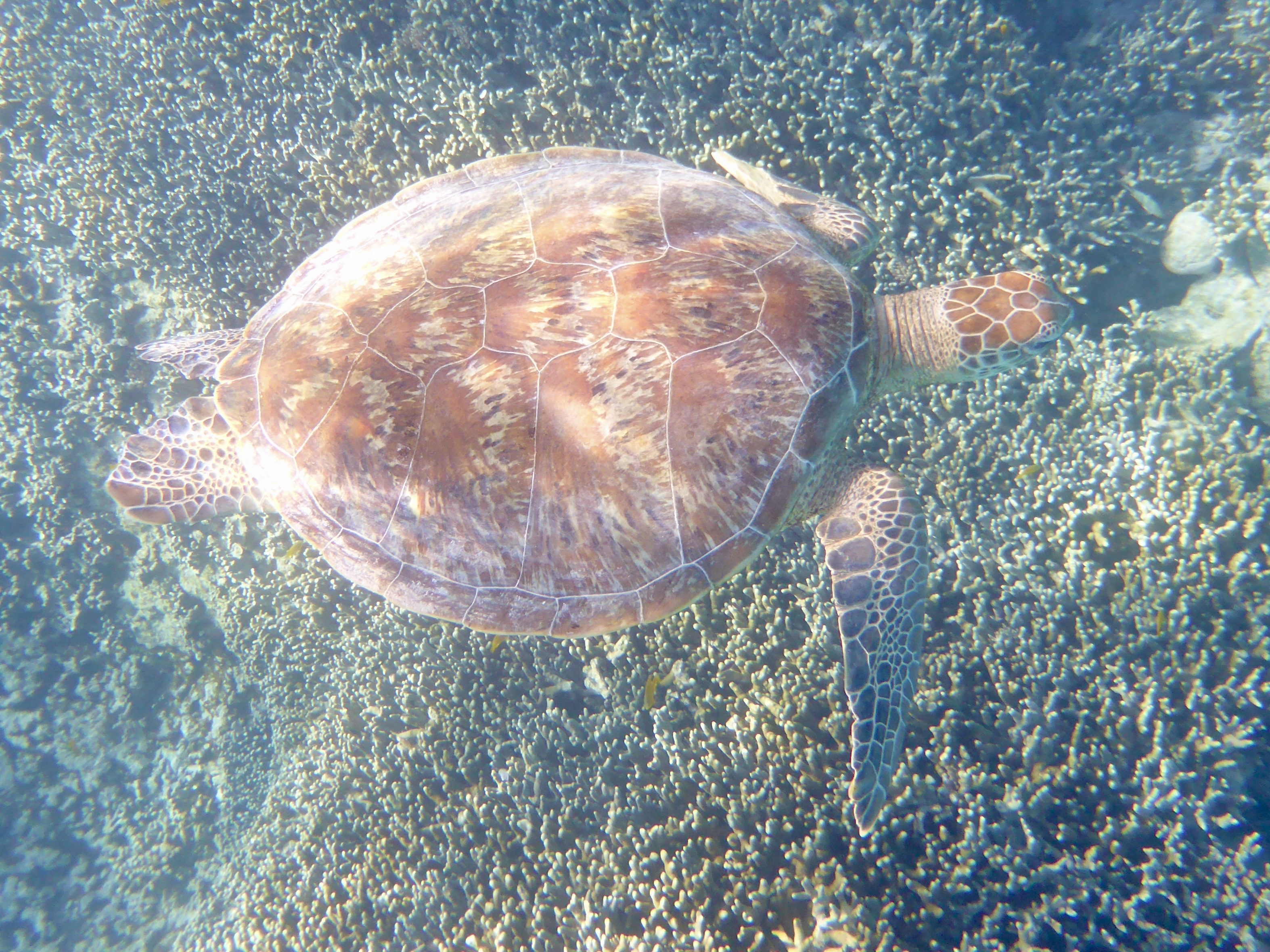One of the many turtles we saw