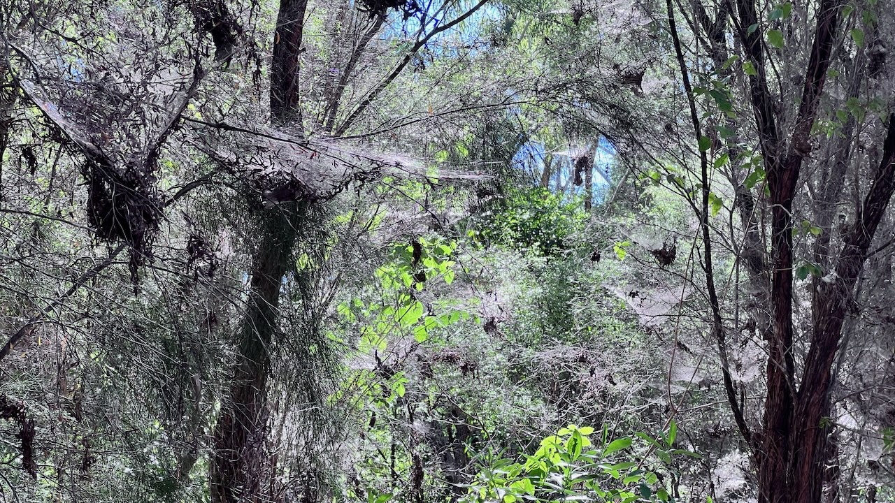 All the spiderwebs made this a spooky section of the track