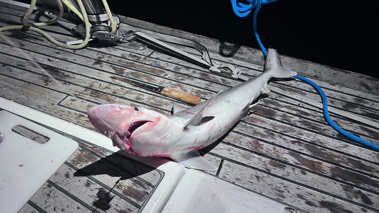Didn't want to get close to those gnashing sharp teeth!