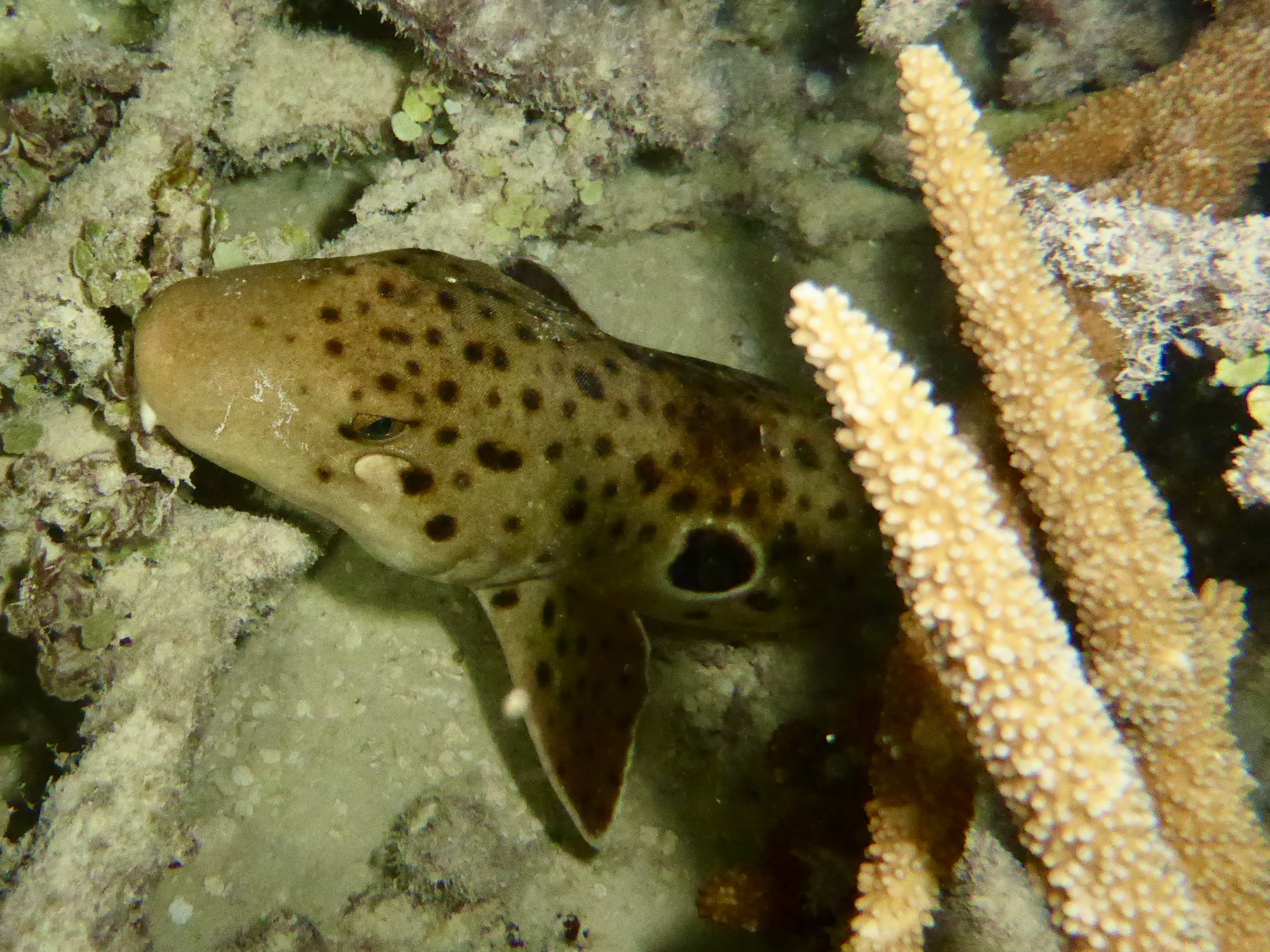 Epaulette shark on the night dive