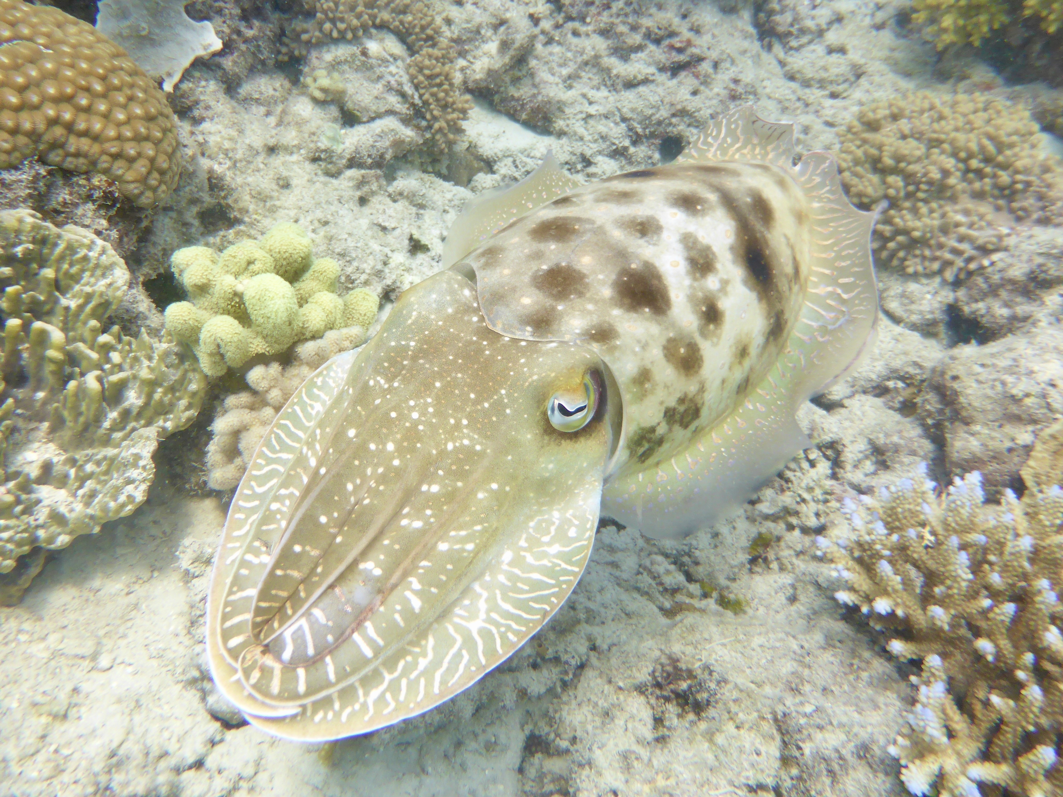 We saw 3 of these, one turned into dinner