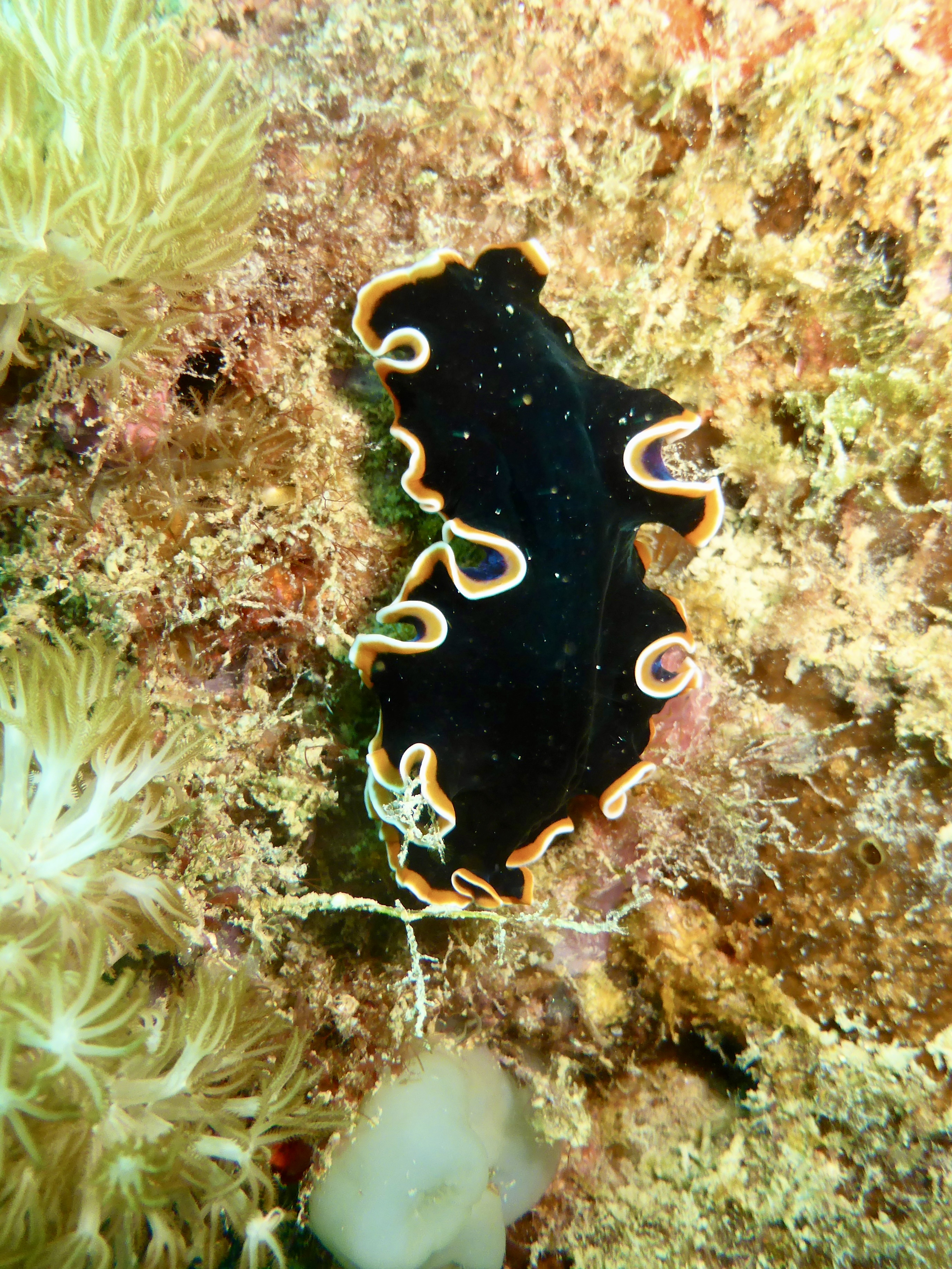 Lots to see, including this flatworm