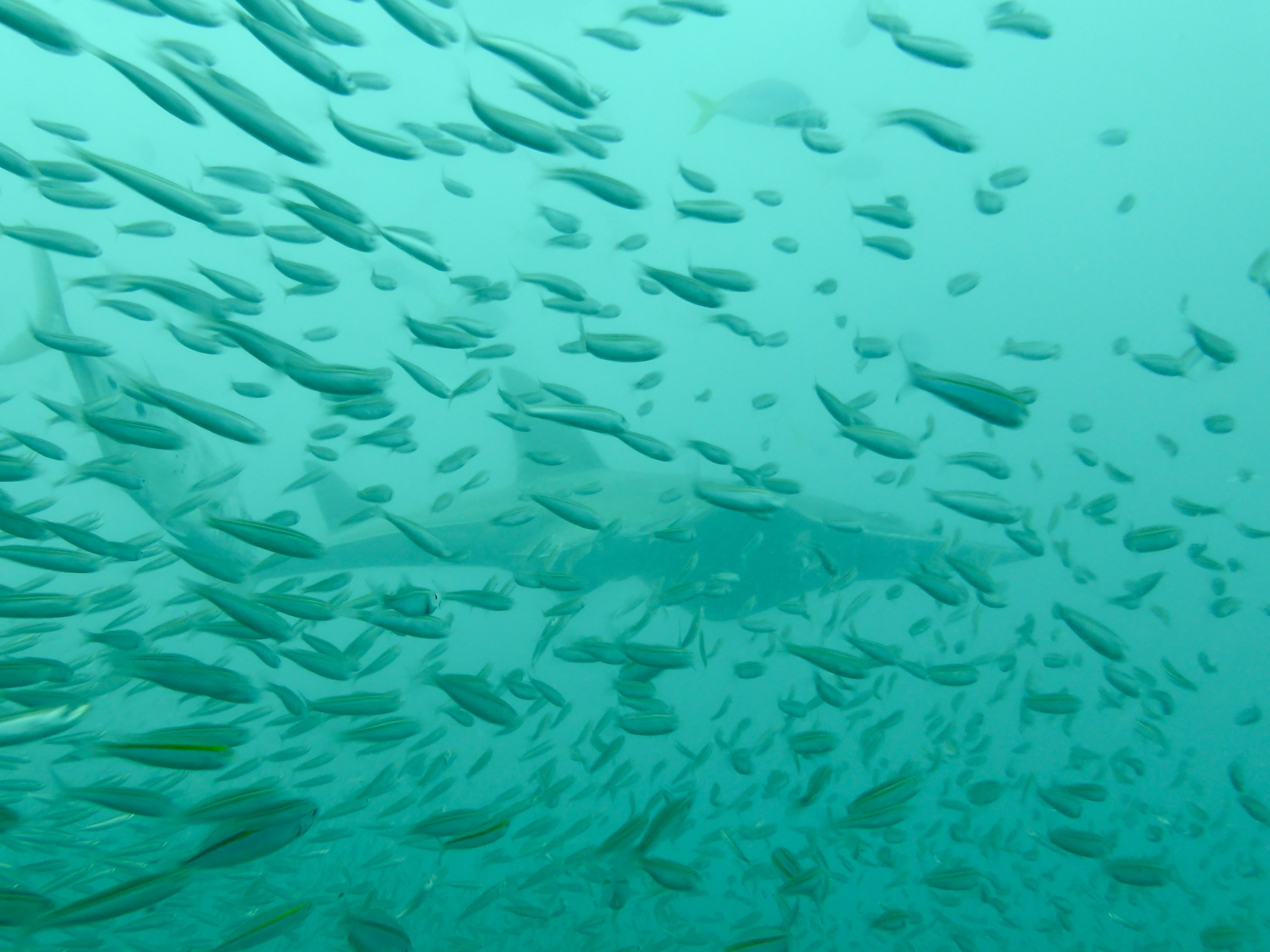 Viz was poor - I didn't see this one swim past