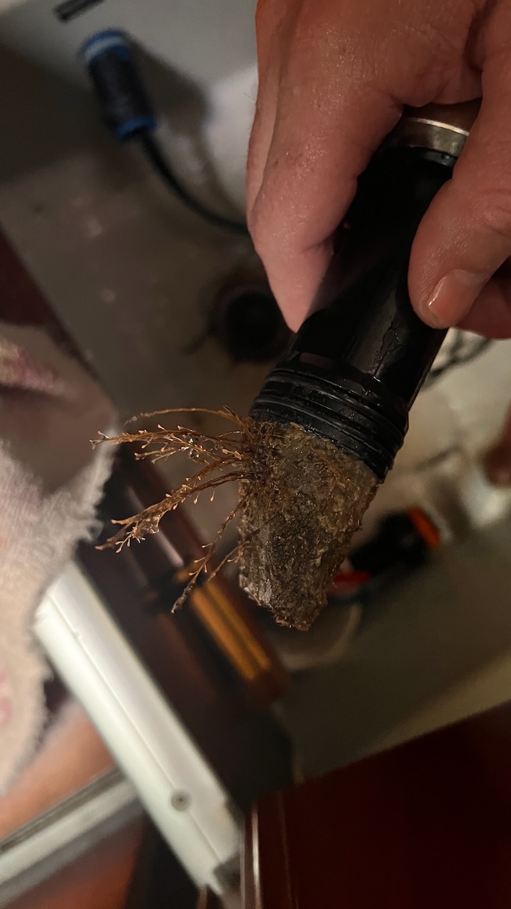 Eek! No wonder the boat log wasn't moving if this was growing on the one next to it!