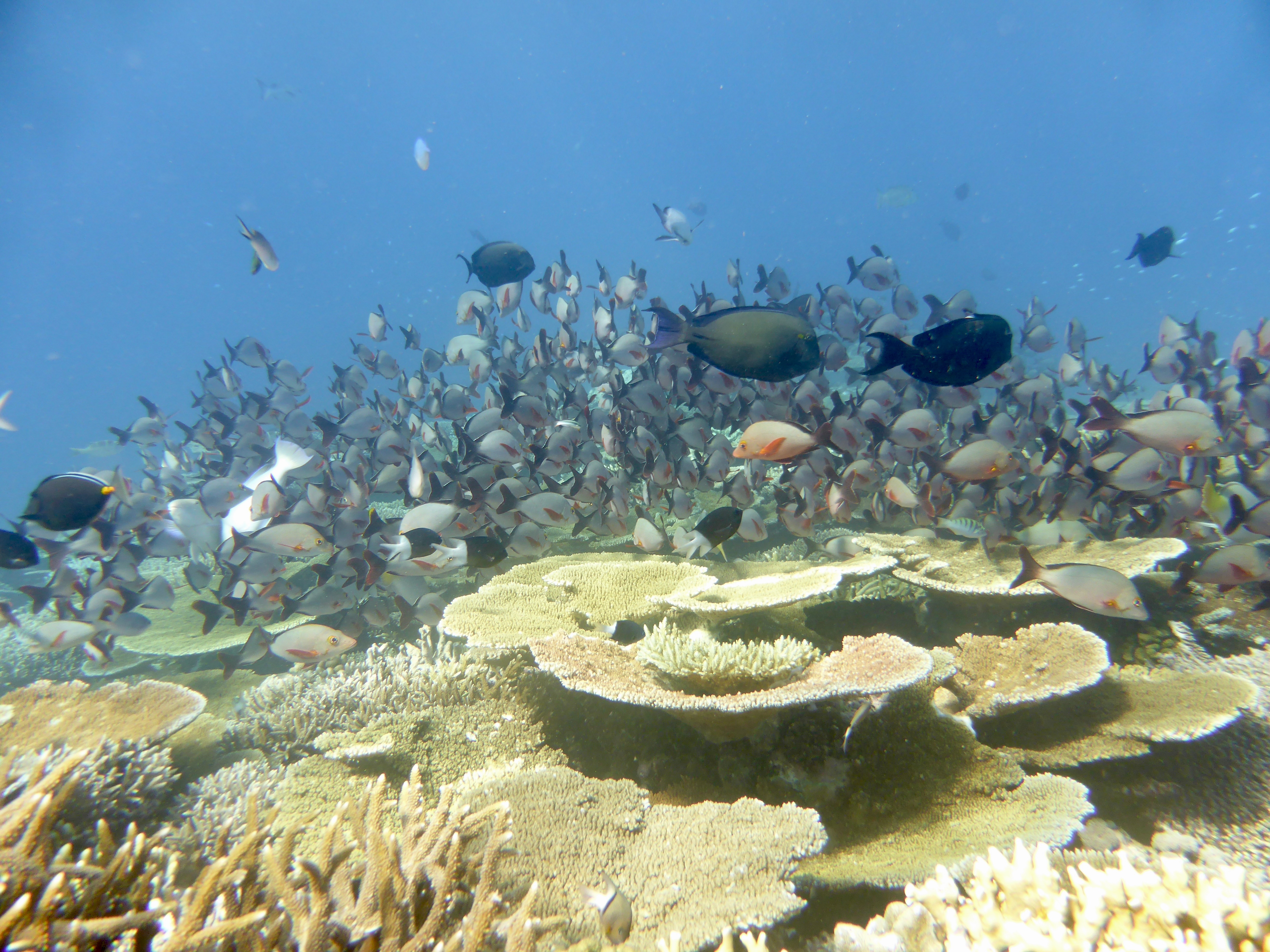 Large schools of fish hanging on top of the bommies up shallow