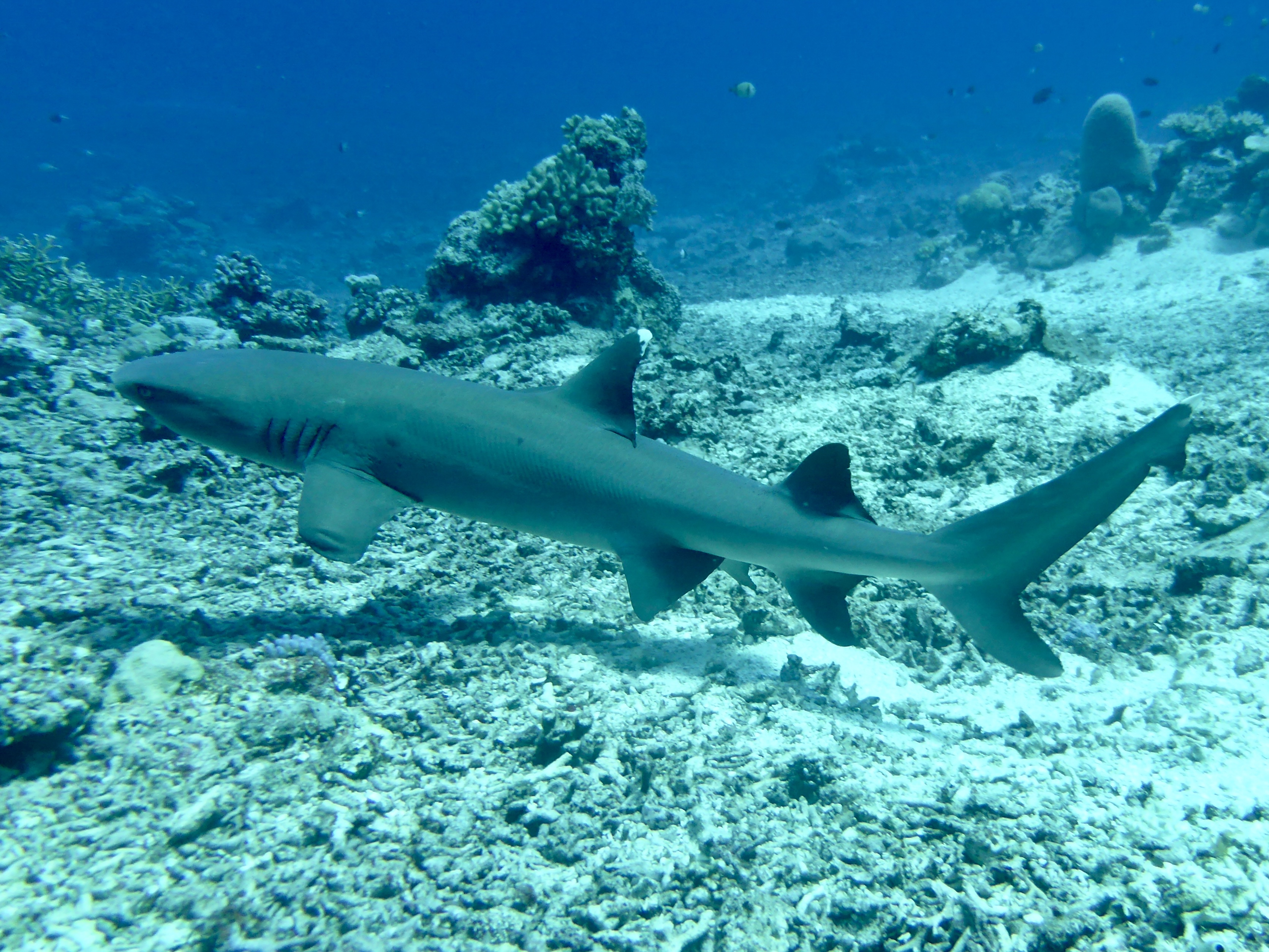 Plenty of white and black tips swimming around