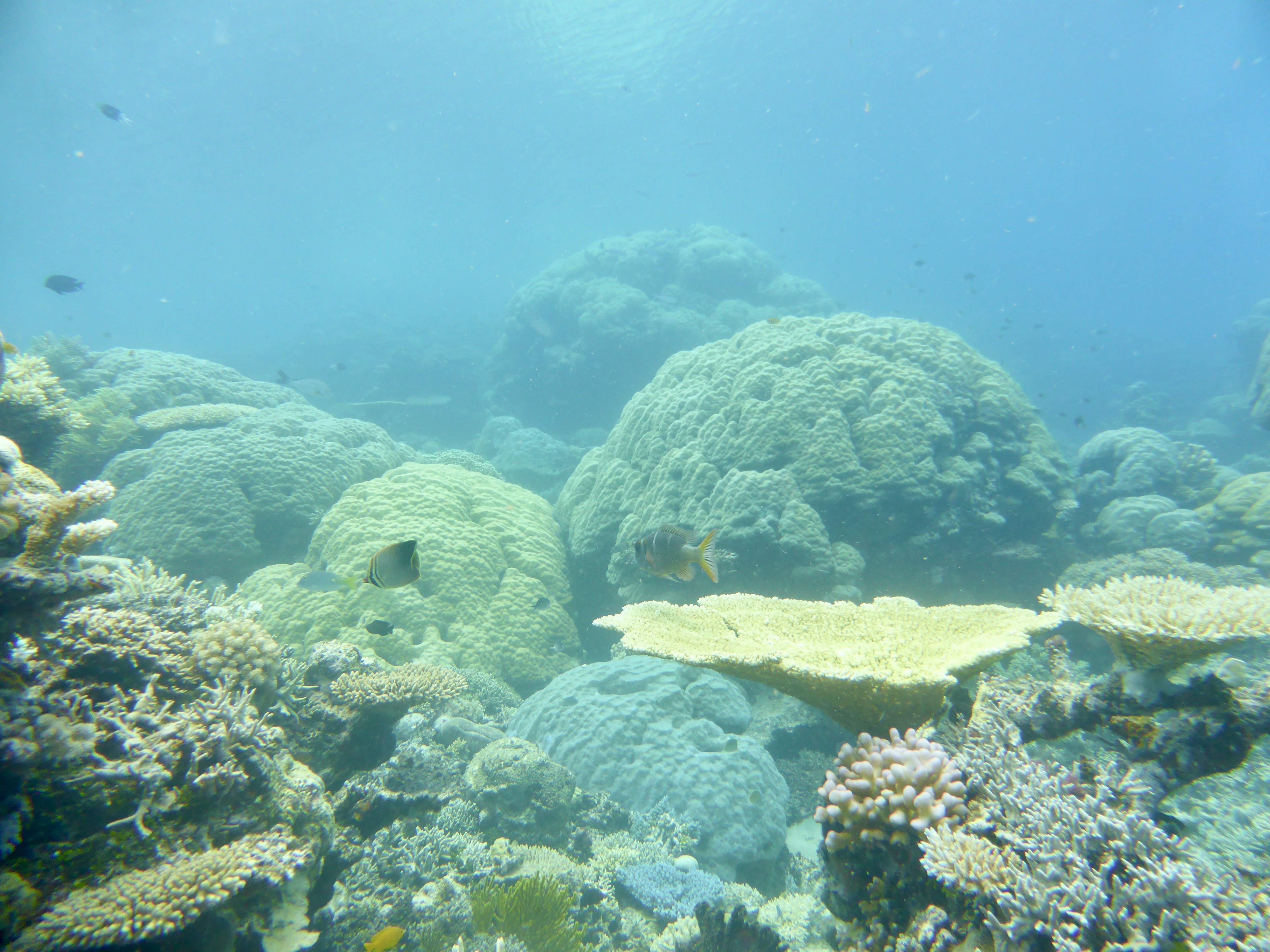 We enjoyed the variety of coral on this dive