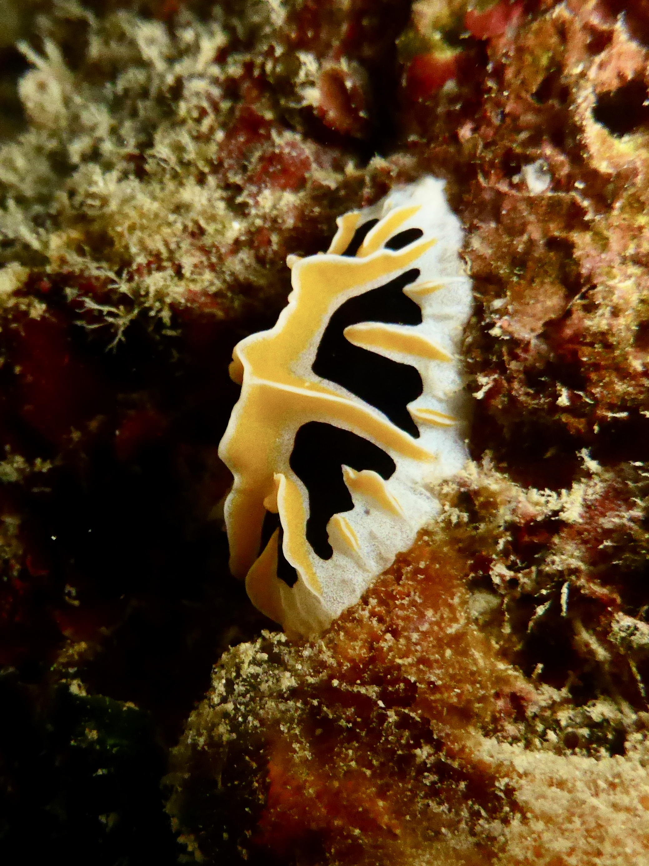 Some cool nudi's getting about