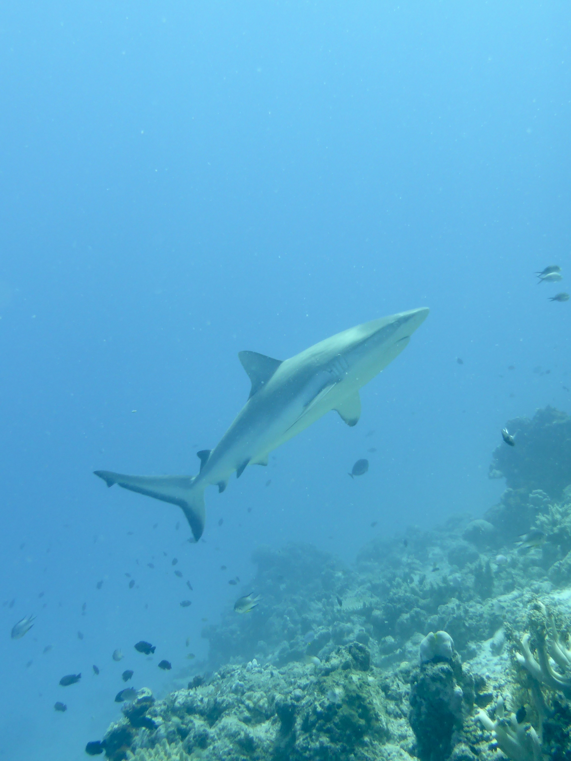 This guy came in to check us out, but wasn't aggressive or quick, just curious..