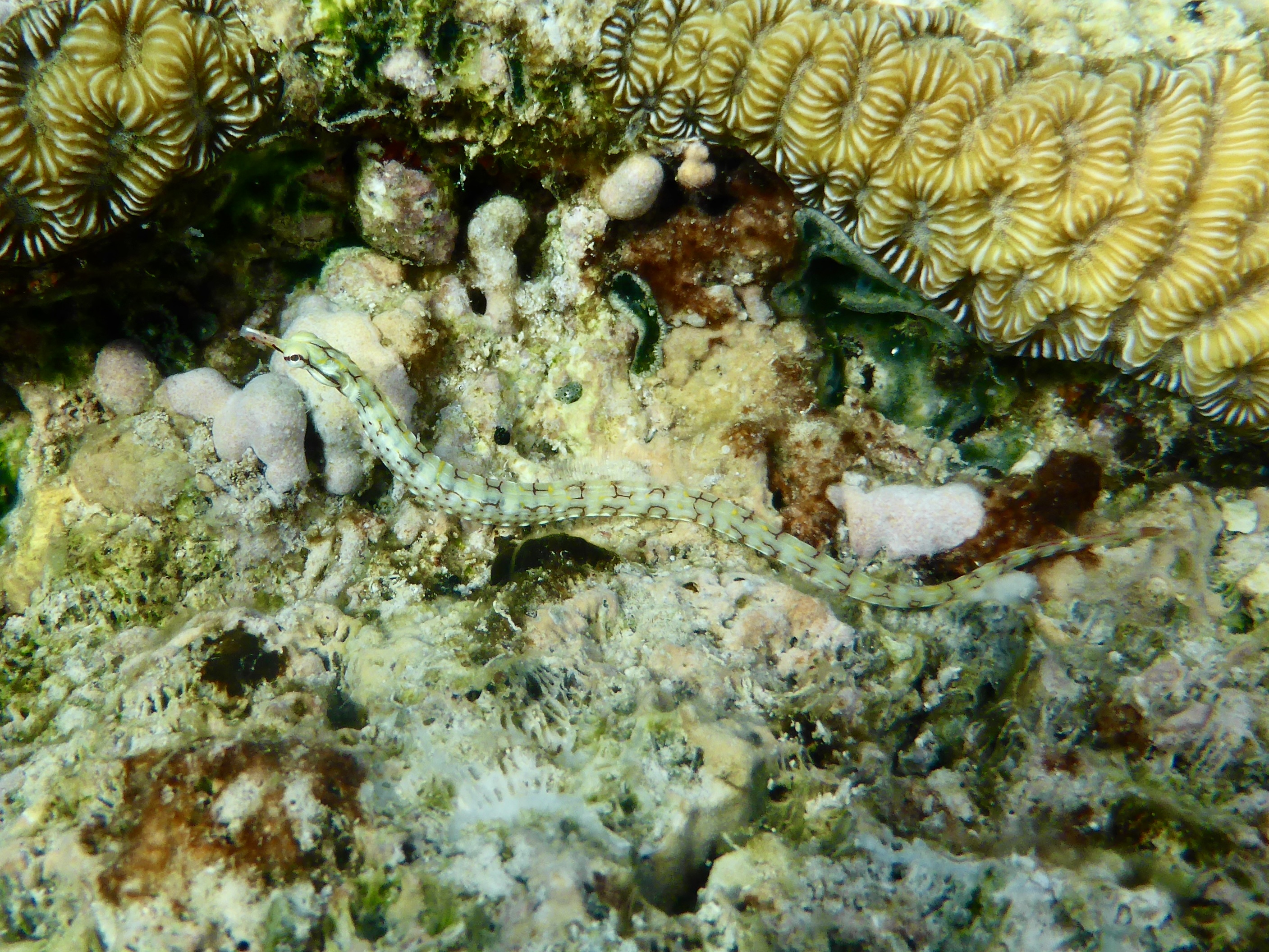 There were a few pipefish hanging around