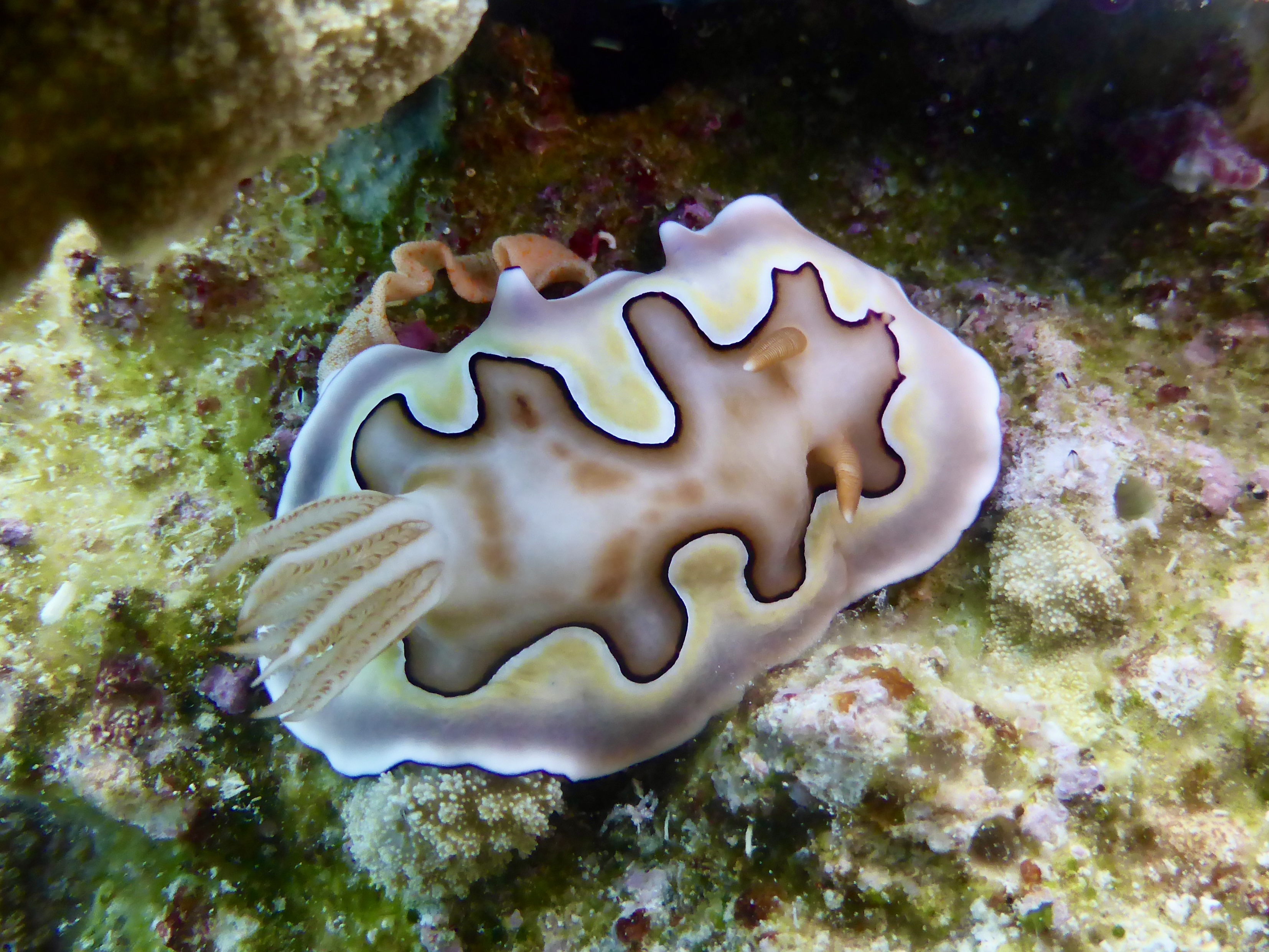 Saw a few nudi's on these dives. This one was laying eggs.
