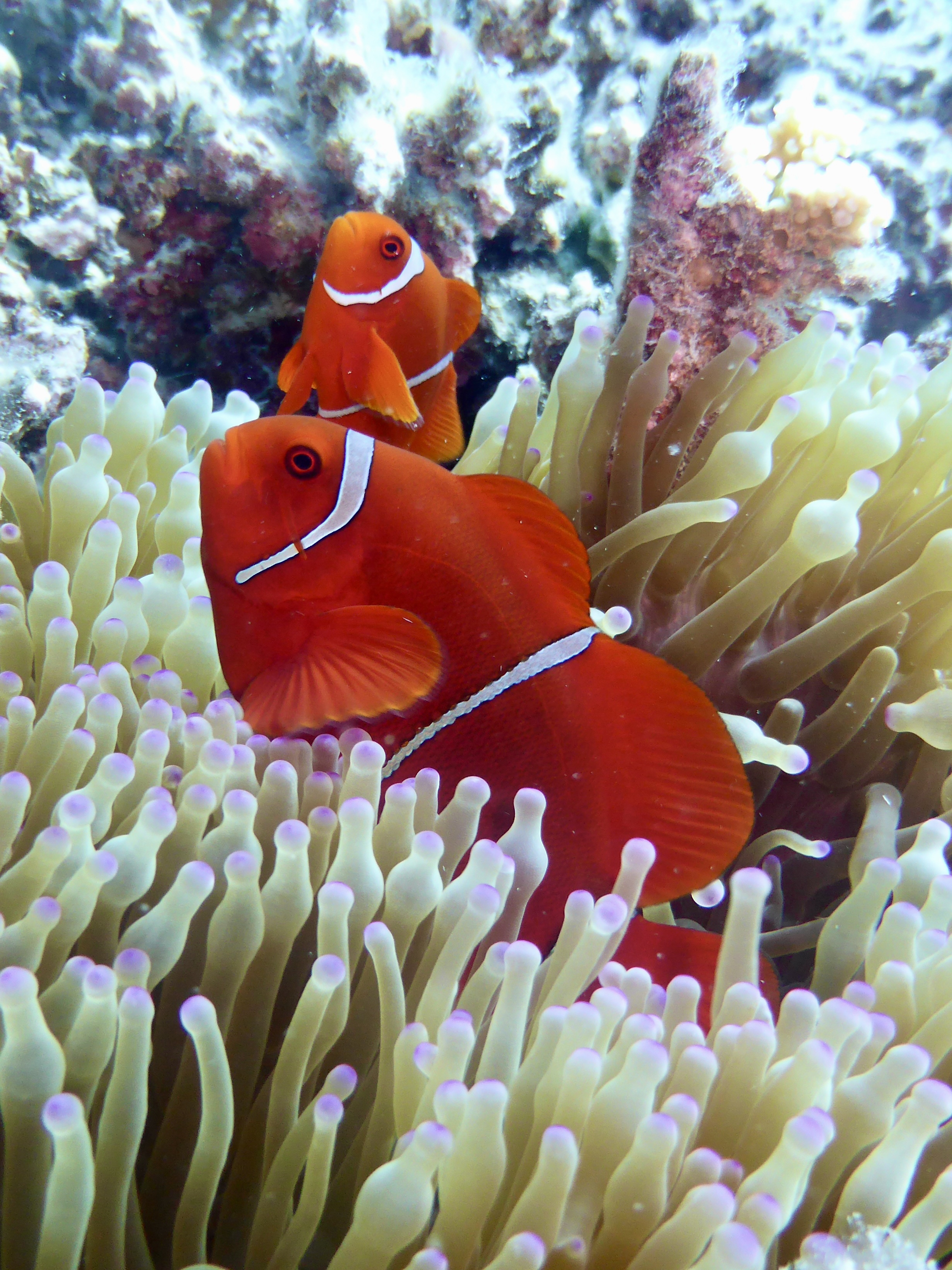 So many cool Clownfish about