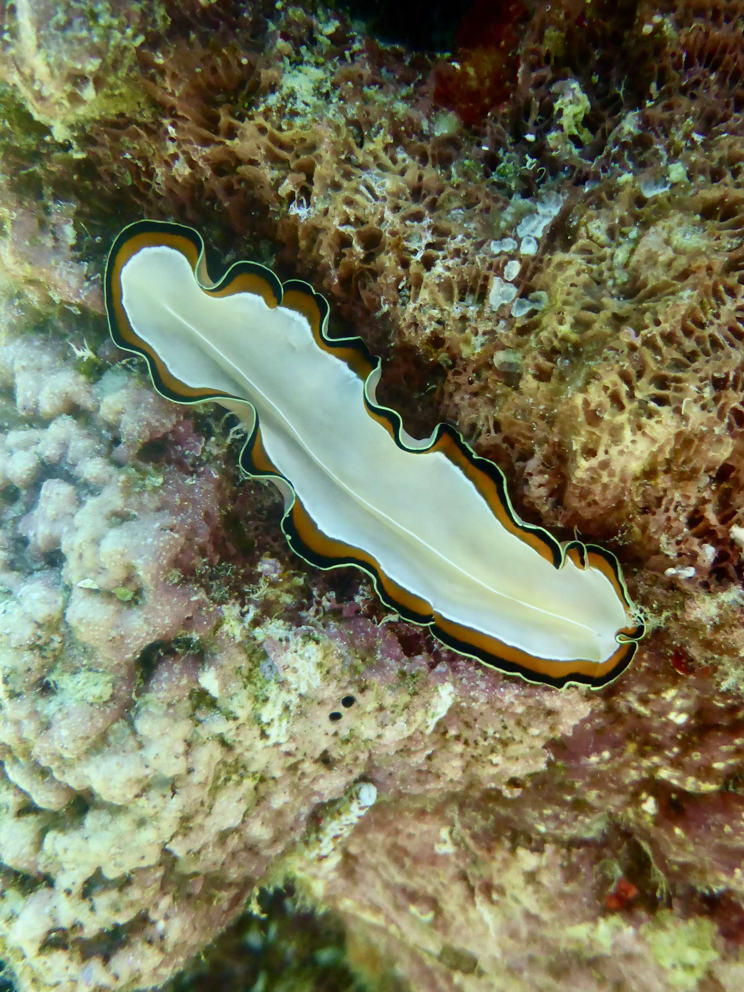 This one was hanging around the top as well