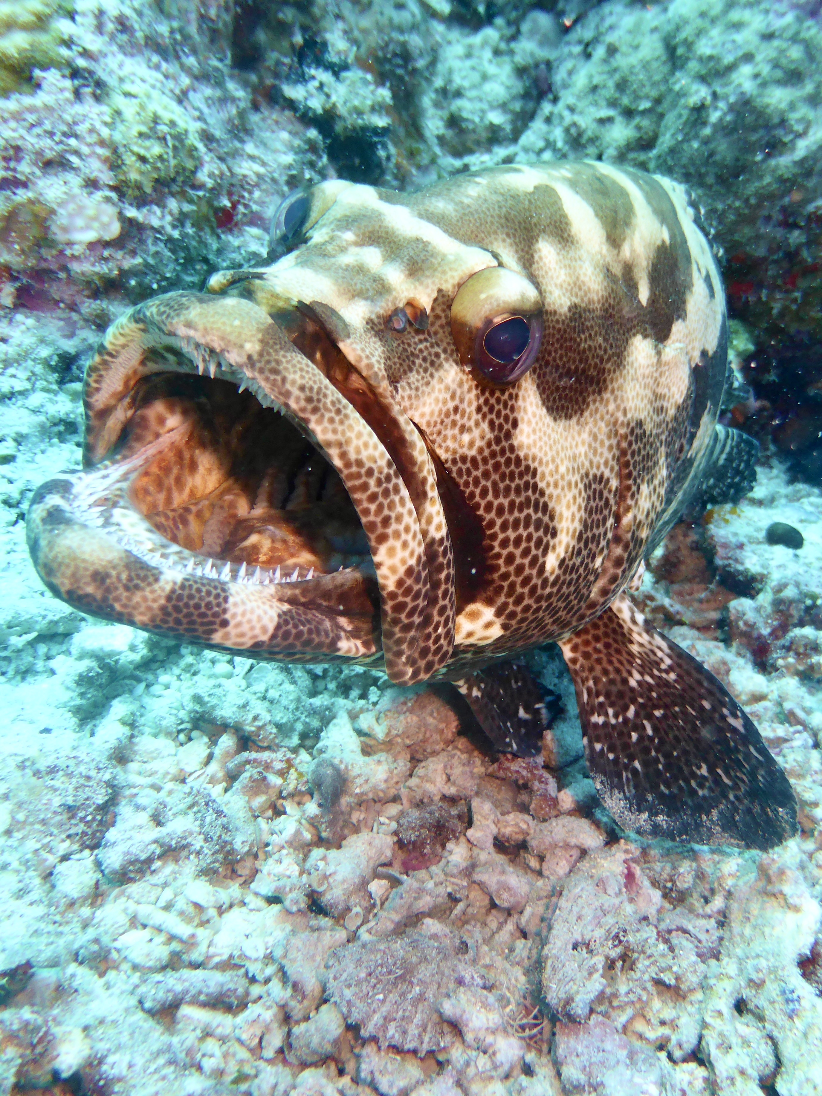 Open up and say "aahhhhh"