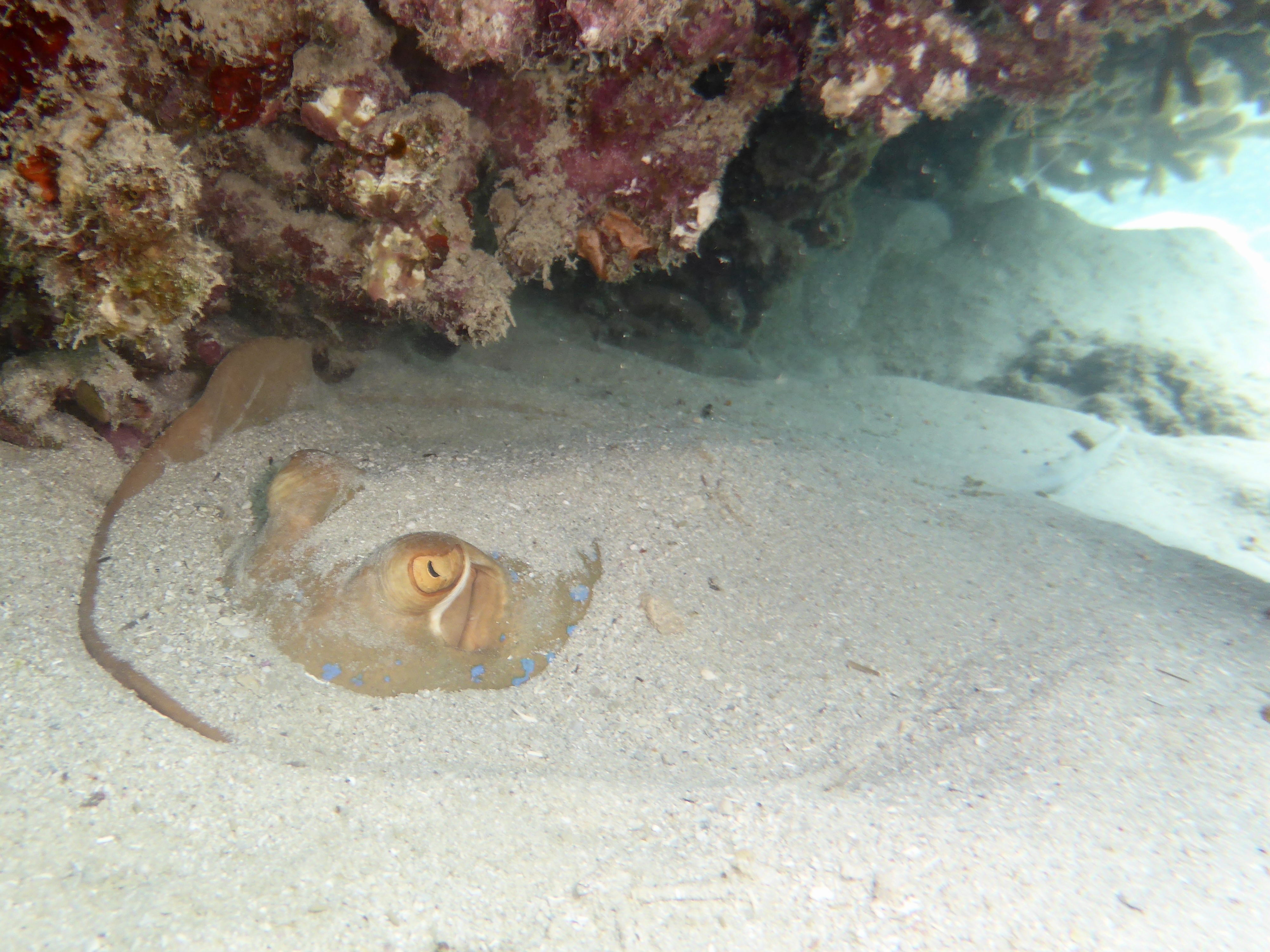 Hiding under the rock