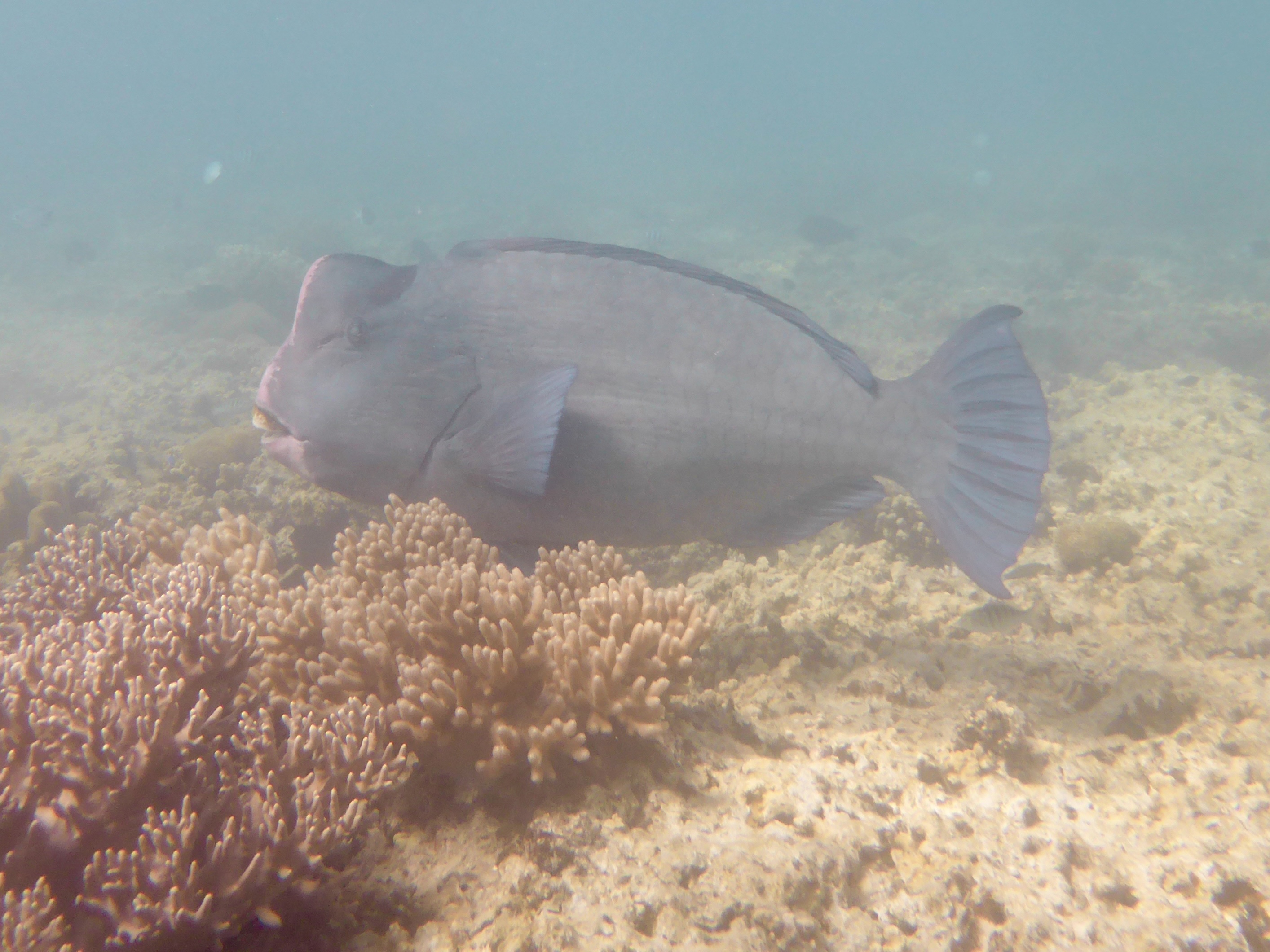 Some rather large Bumphead Parrot Fish