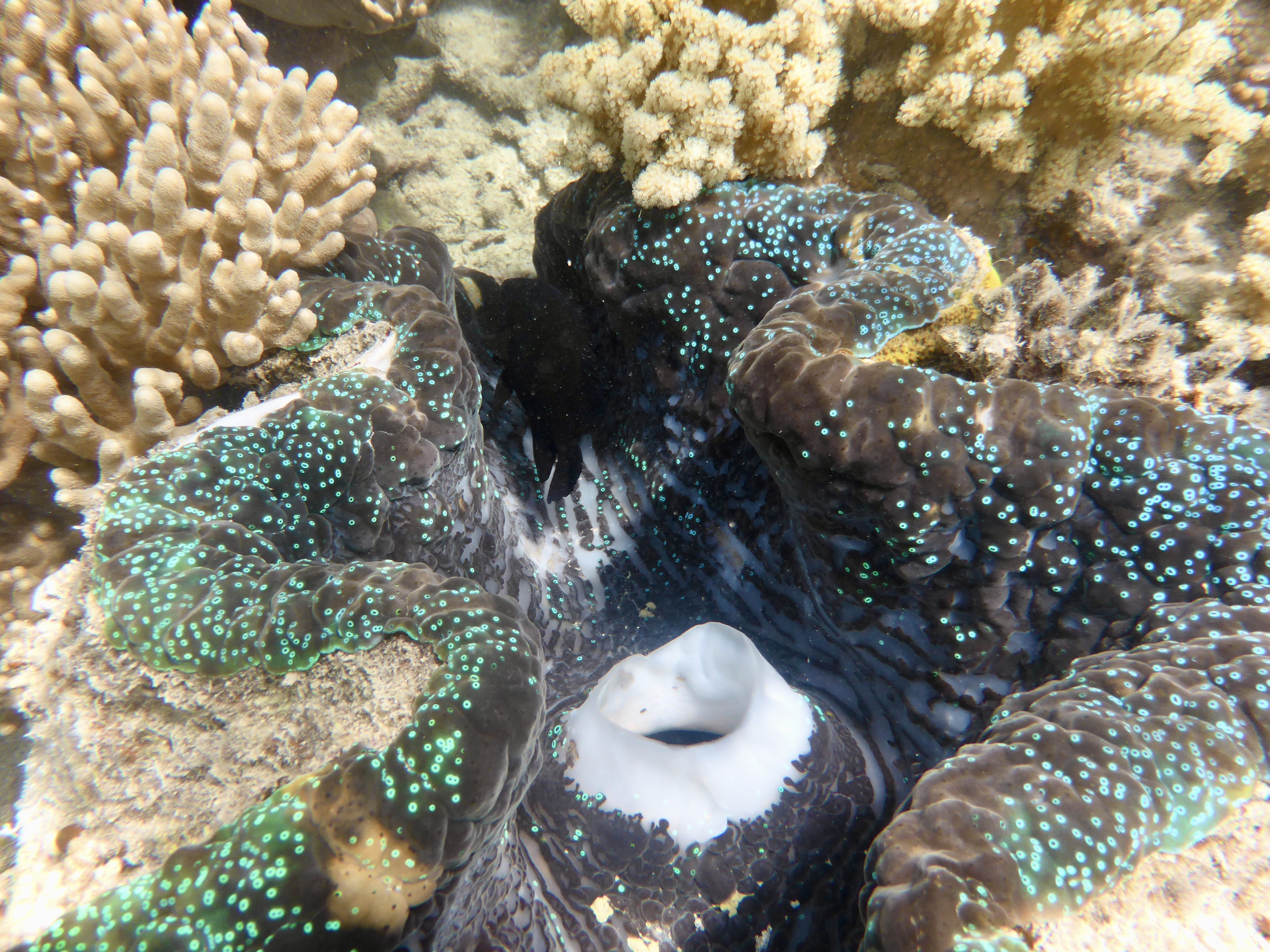 A few clams, but not as many or as big as over at the Clam Gardens