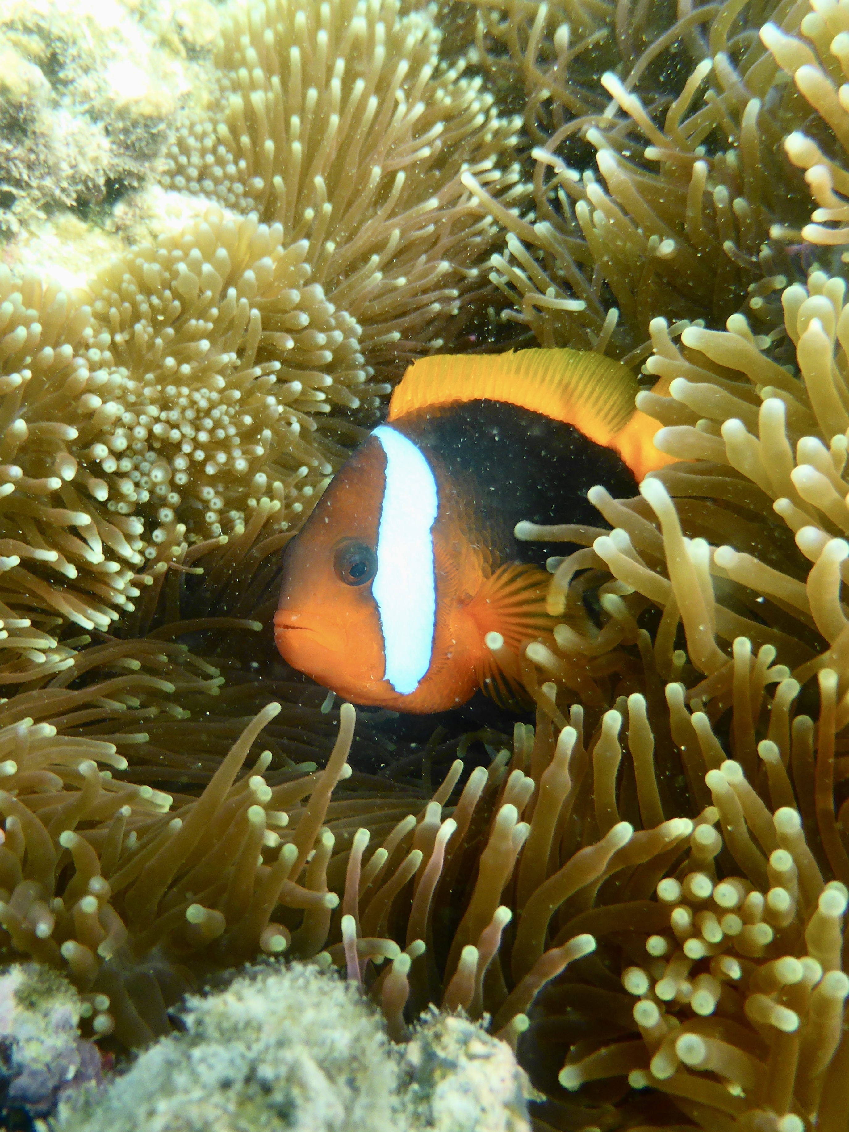 Plenty of these guys about