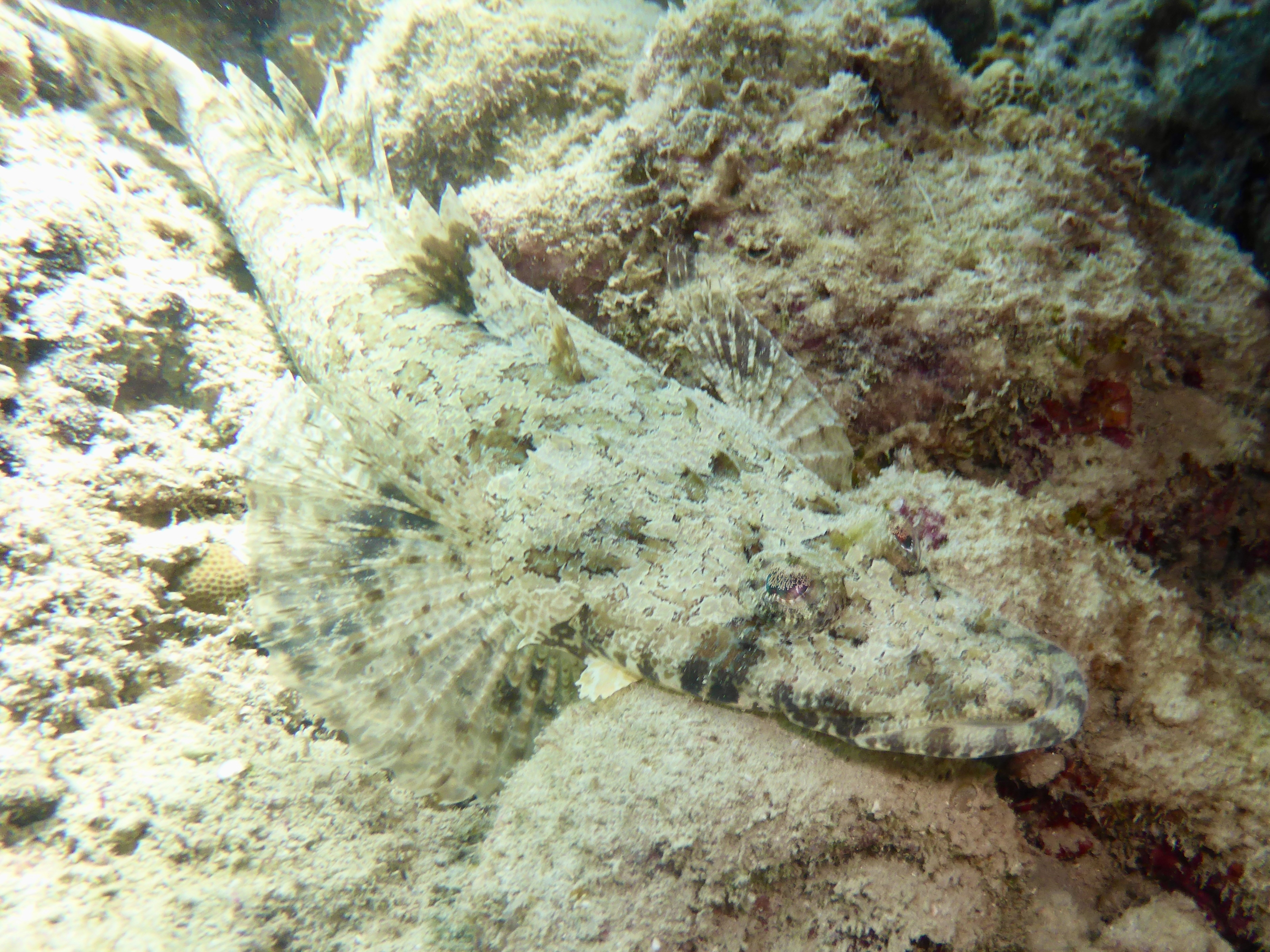 Crocodile Fish