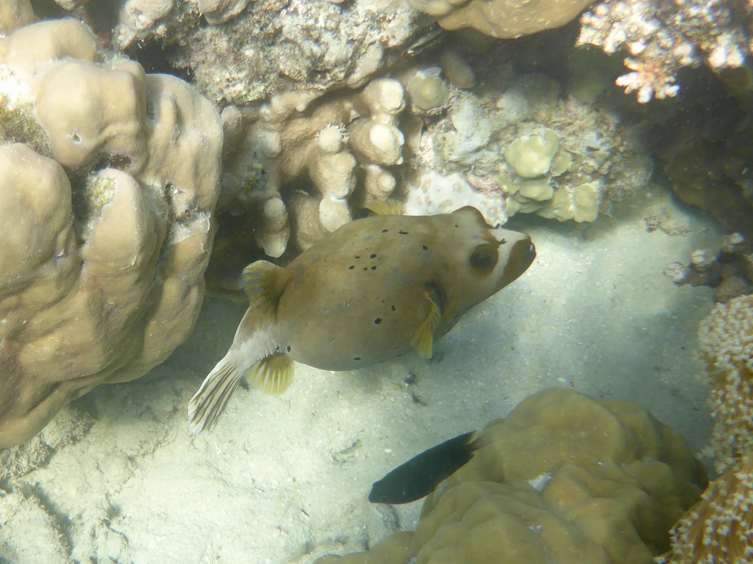Here is one of the ones we saw while snorkeling