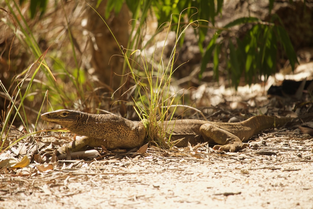 Not too many about but this one liked hanging on the path