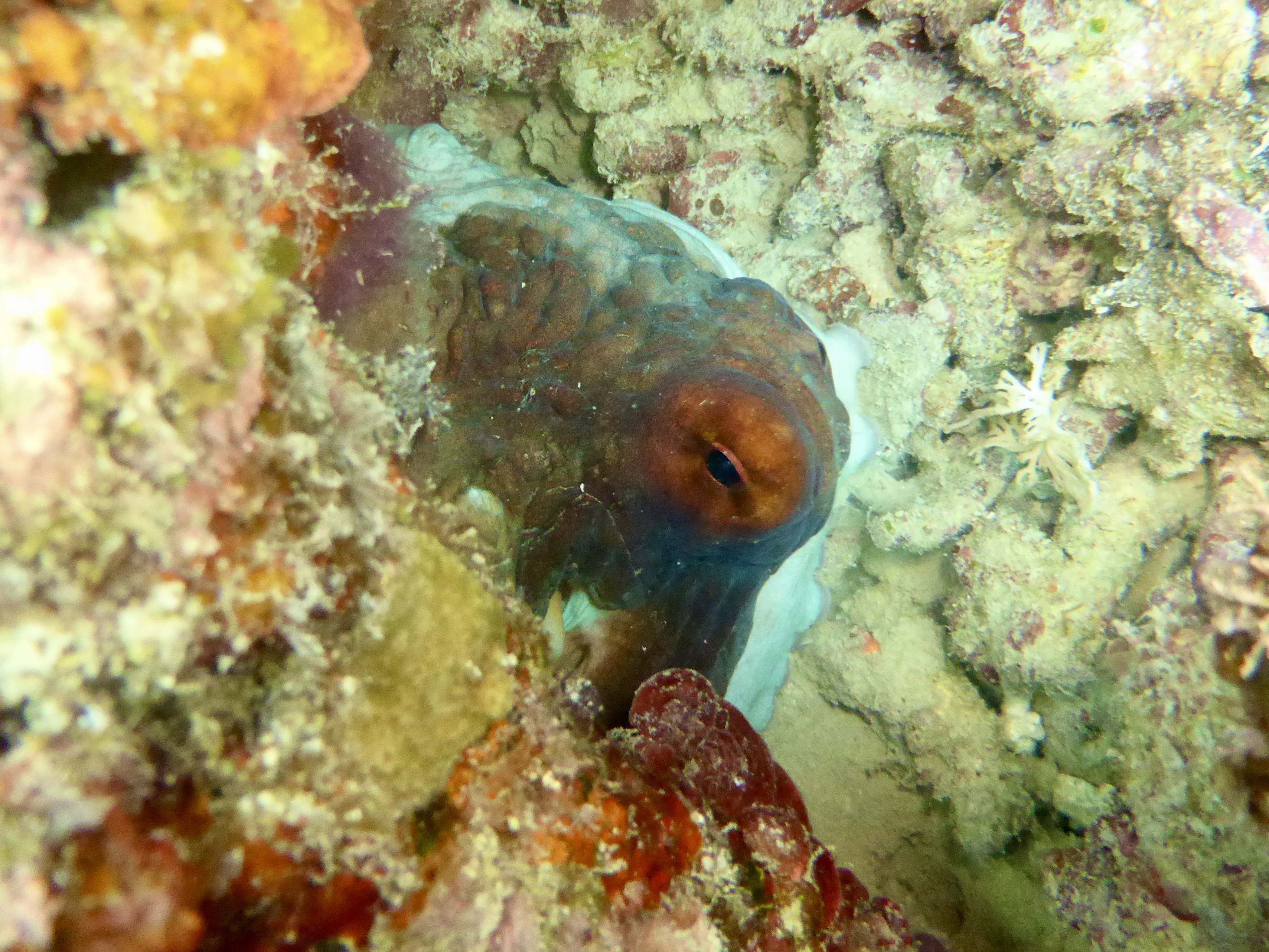 Octopus are always good to see on a dive
