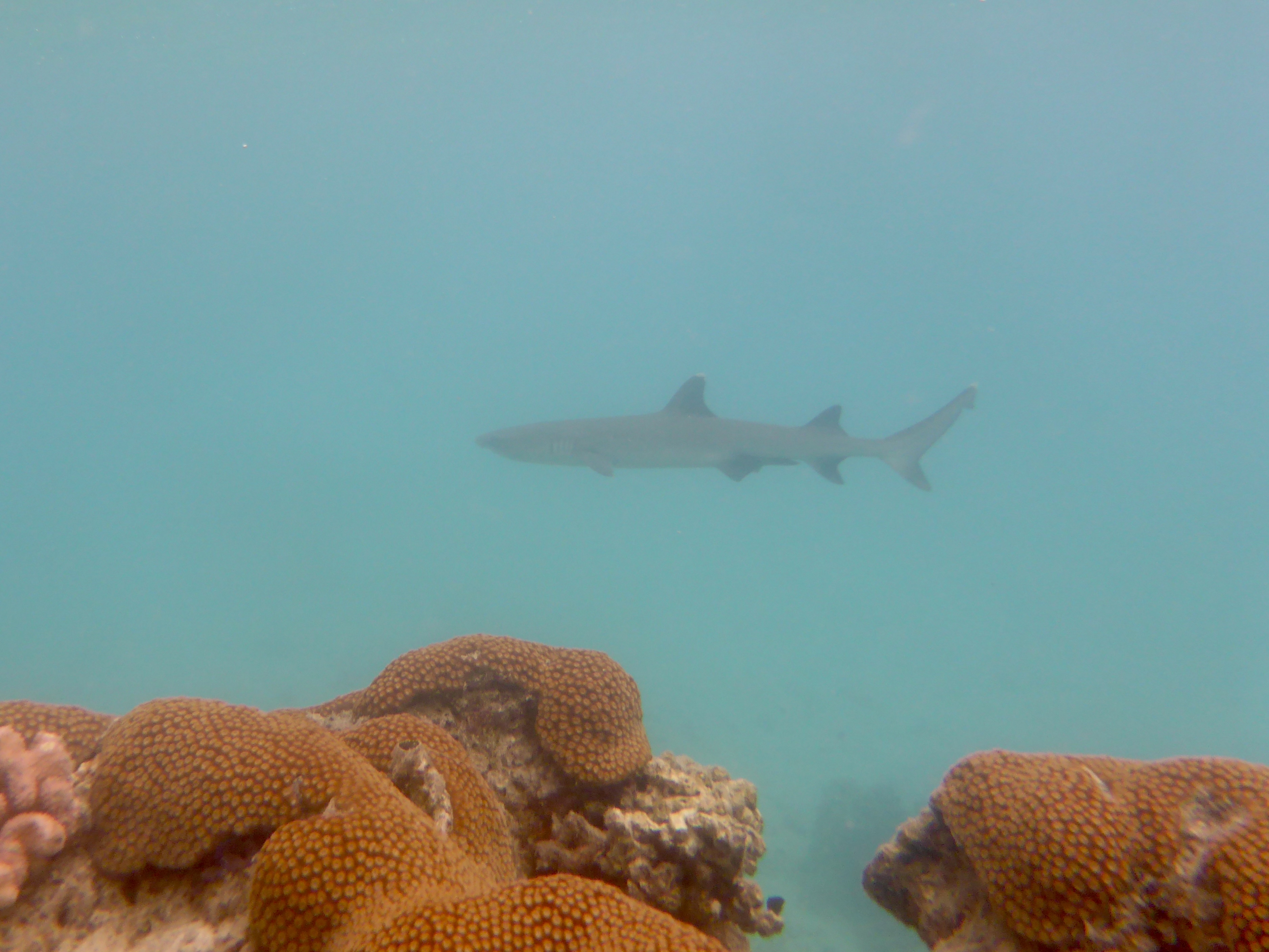 Plenty of reef sharks cruising around