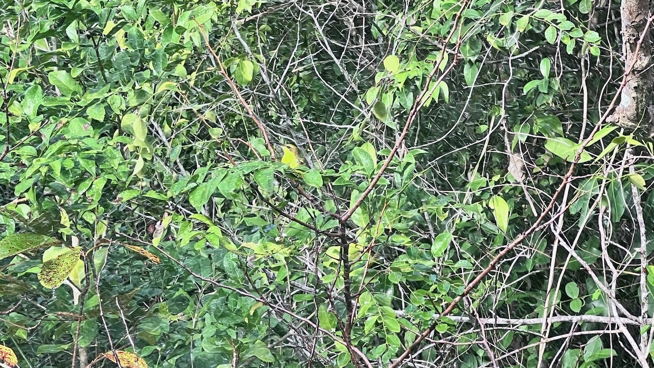 One of the many Sunbirds