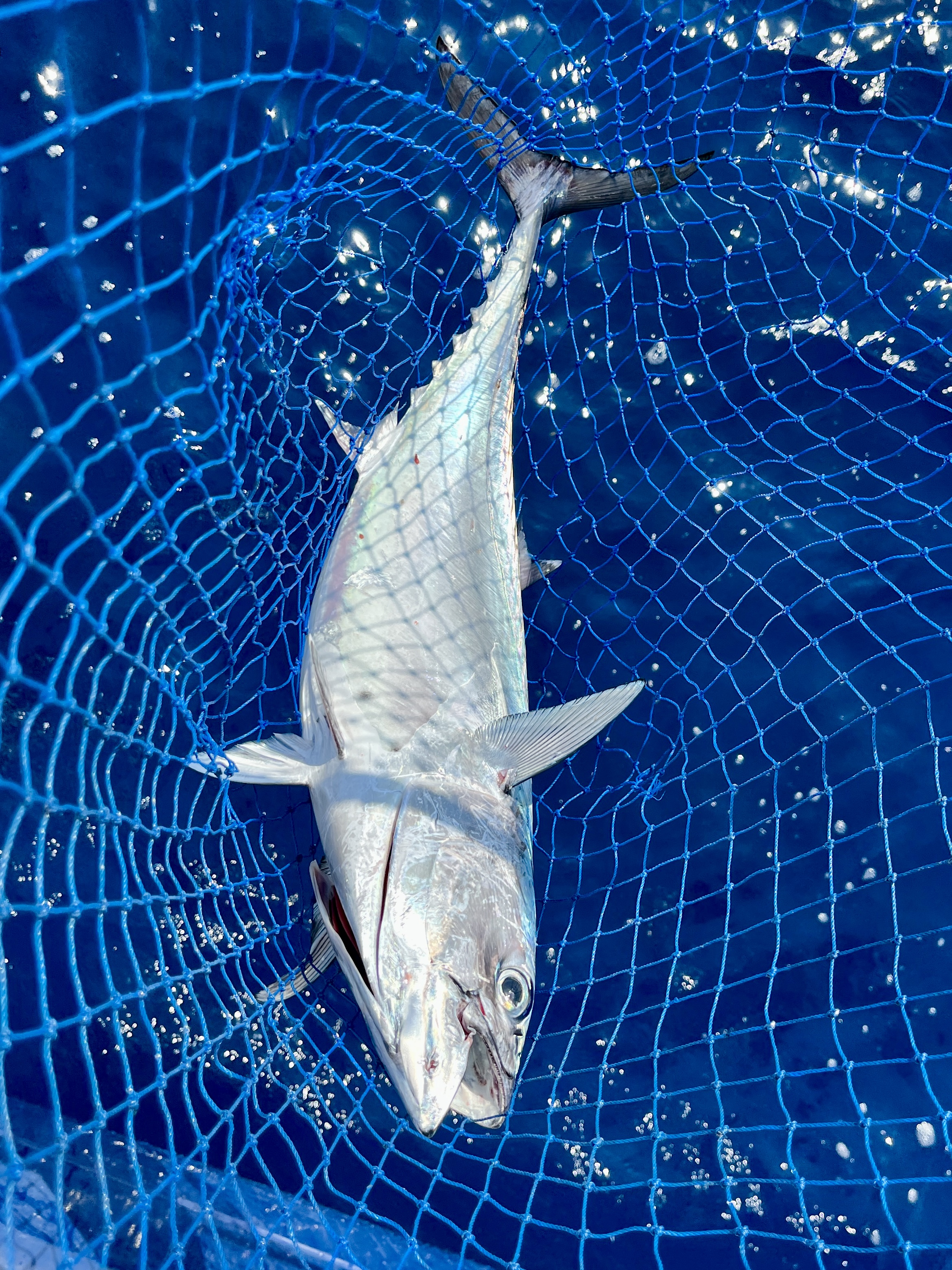 We don't bother eating these anymore