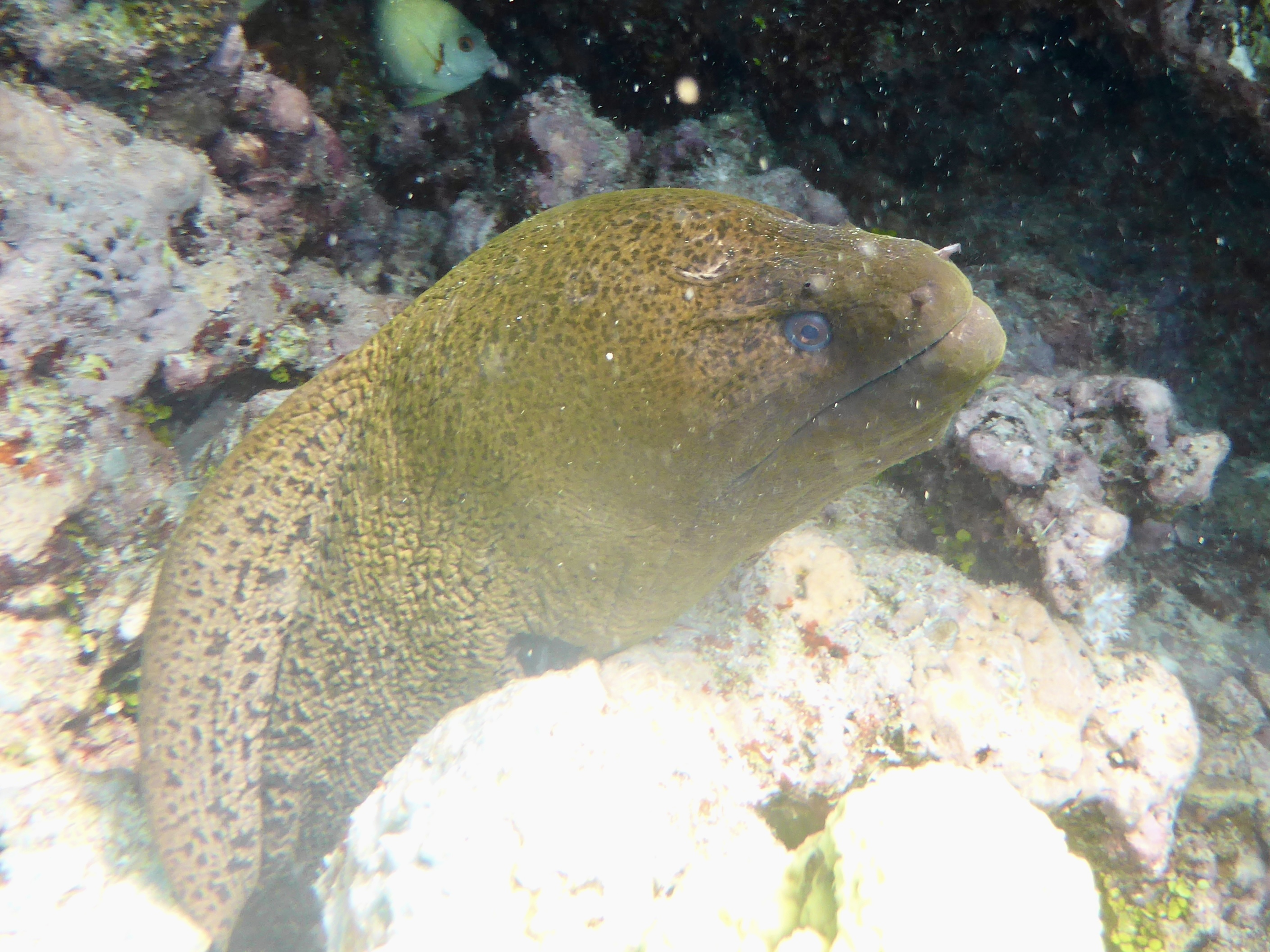 Always cool to find an Eel like this on a snorkel. The girls didn't want to get too close!