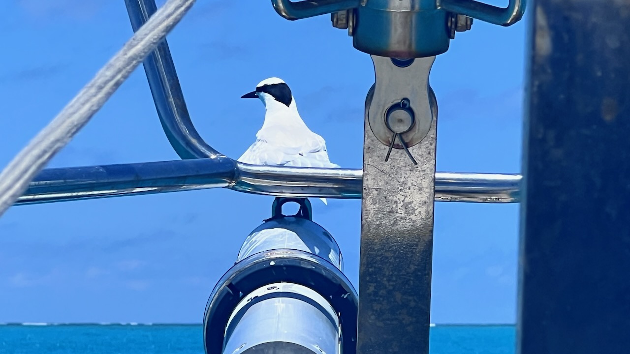 We also had a few other locals (Black-naped terns) come and visit... and leave a mess behind!