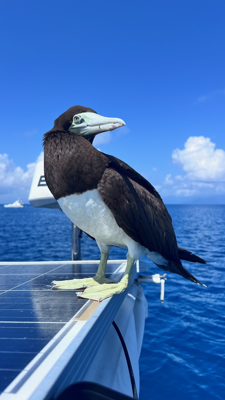 A Brown Booby - a bit freaky looking up close! Emma didn't like it when it stared straight at her!