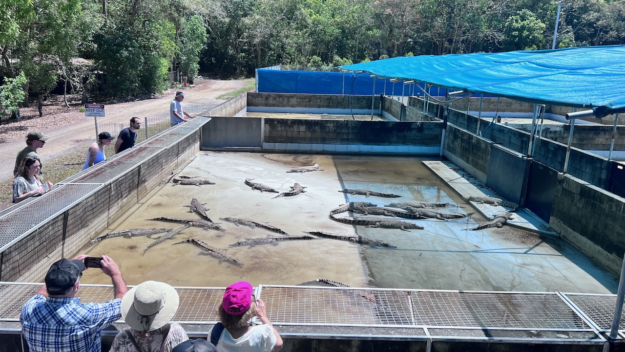 They farm these crocs as their main business