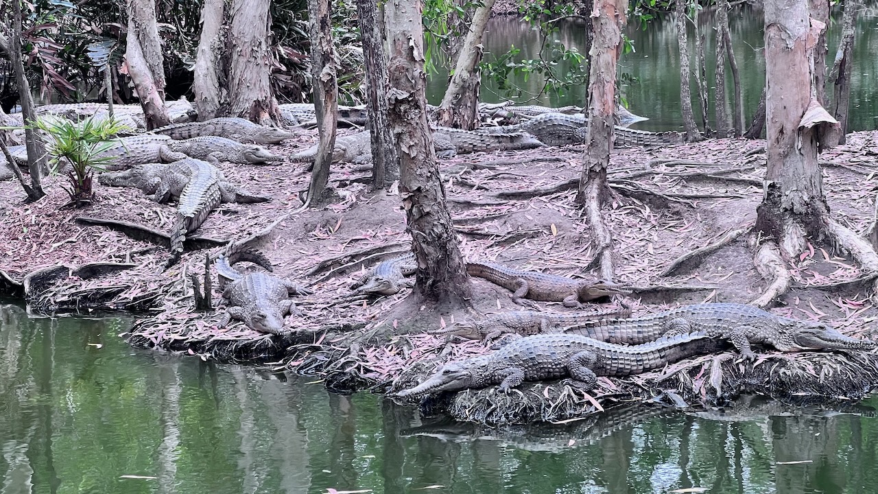 The freshwater croc island was insane