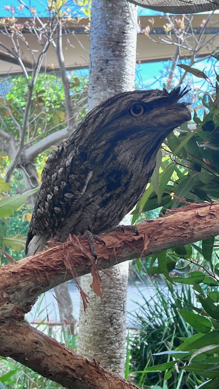 Tawny Frogmouth at the entrance