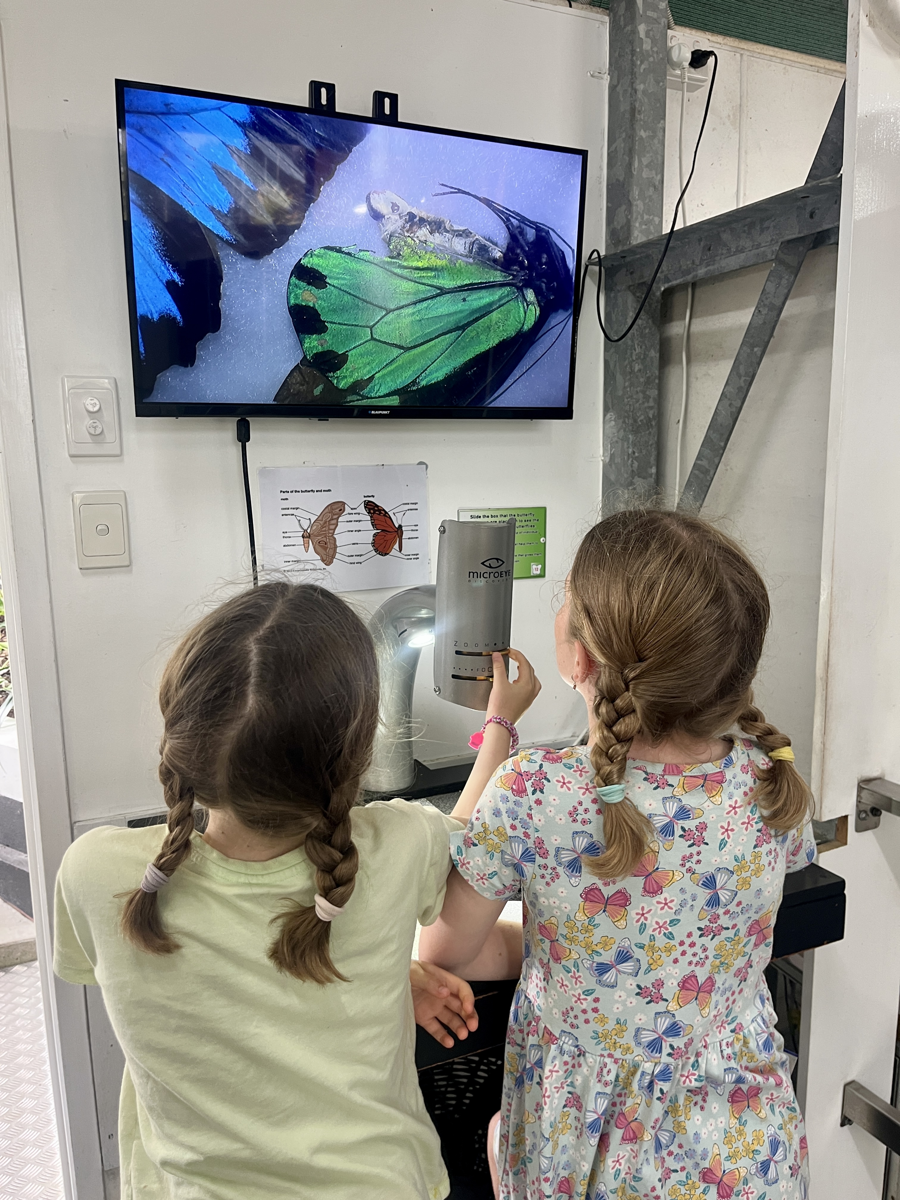 Looking at the wings in detail