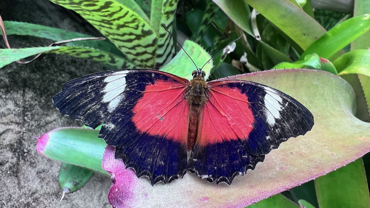 Butterflies everywhere