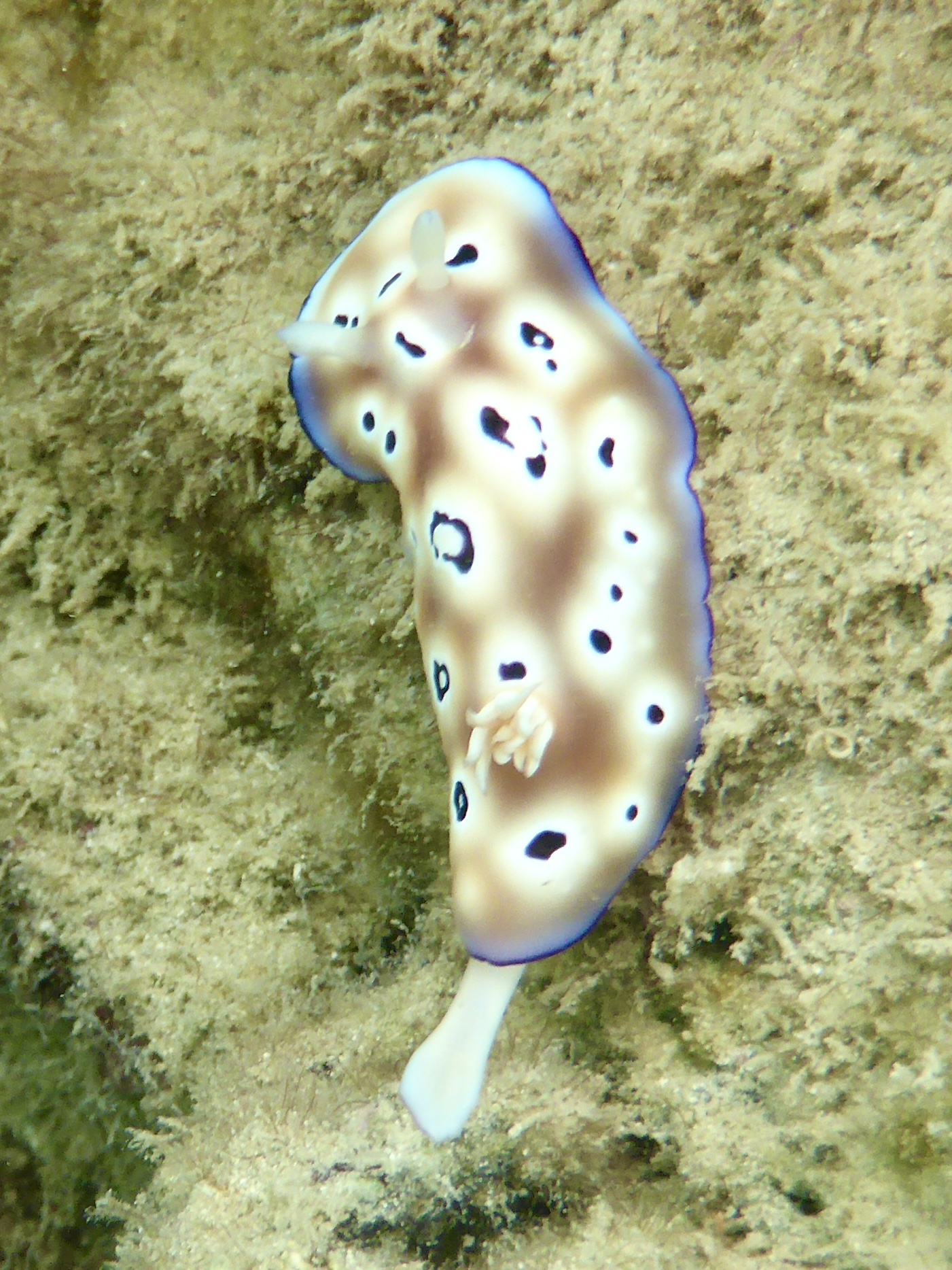 Not many nudis on the sites up here