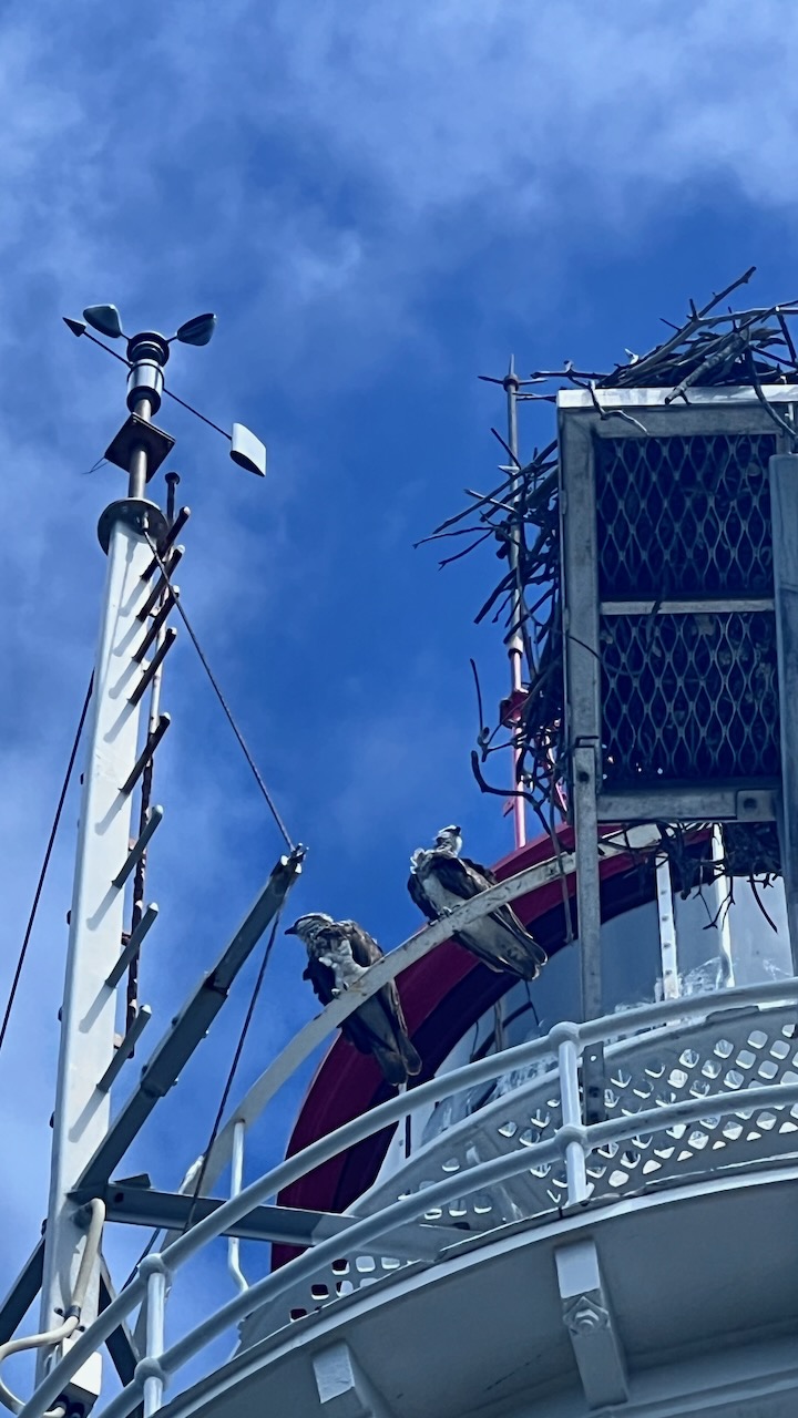 Resident pair of Osprey and their nest