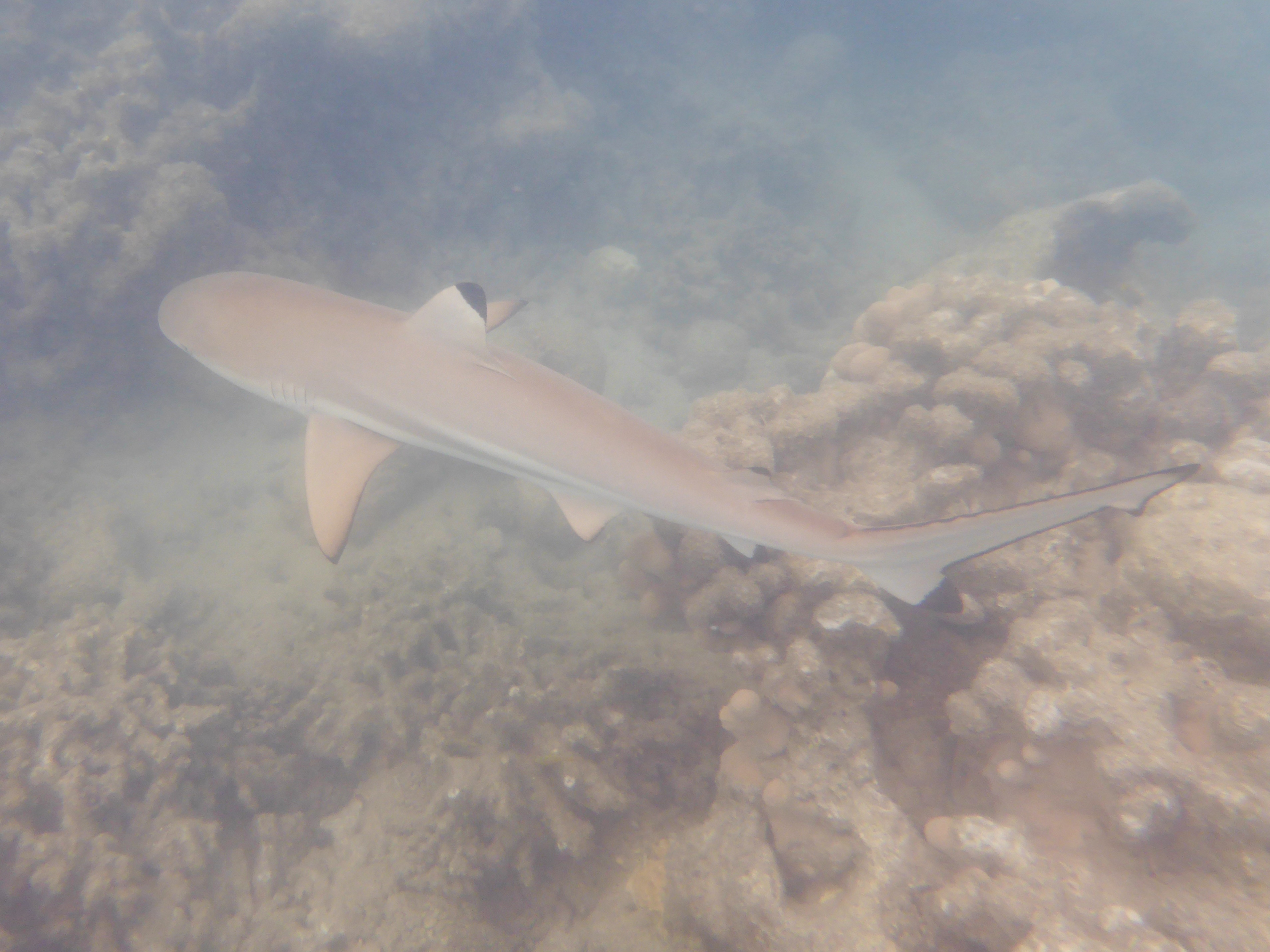 Low Isles is a bit of a reef shark breeding area, lots about!