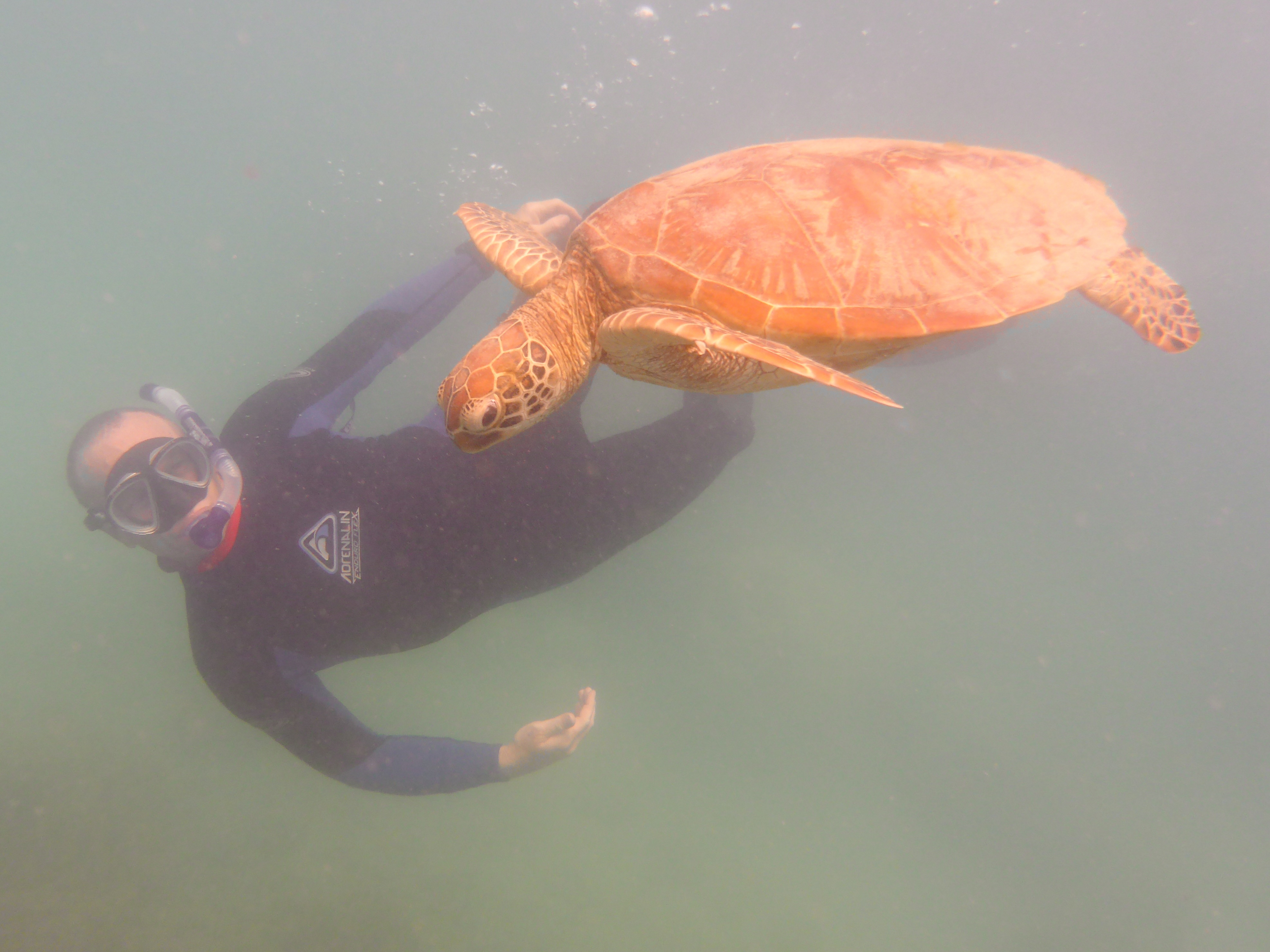 Hanging out with the turtle