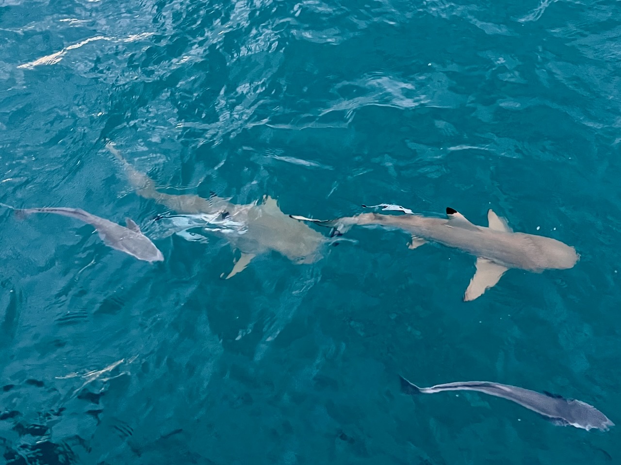 We had quite a school swimming around the boat