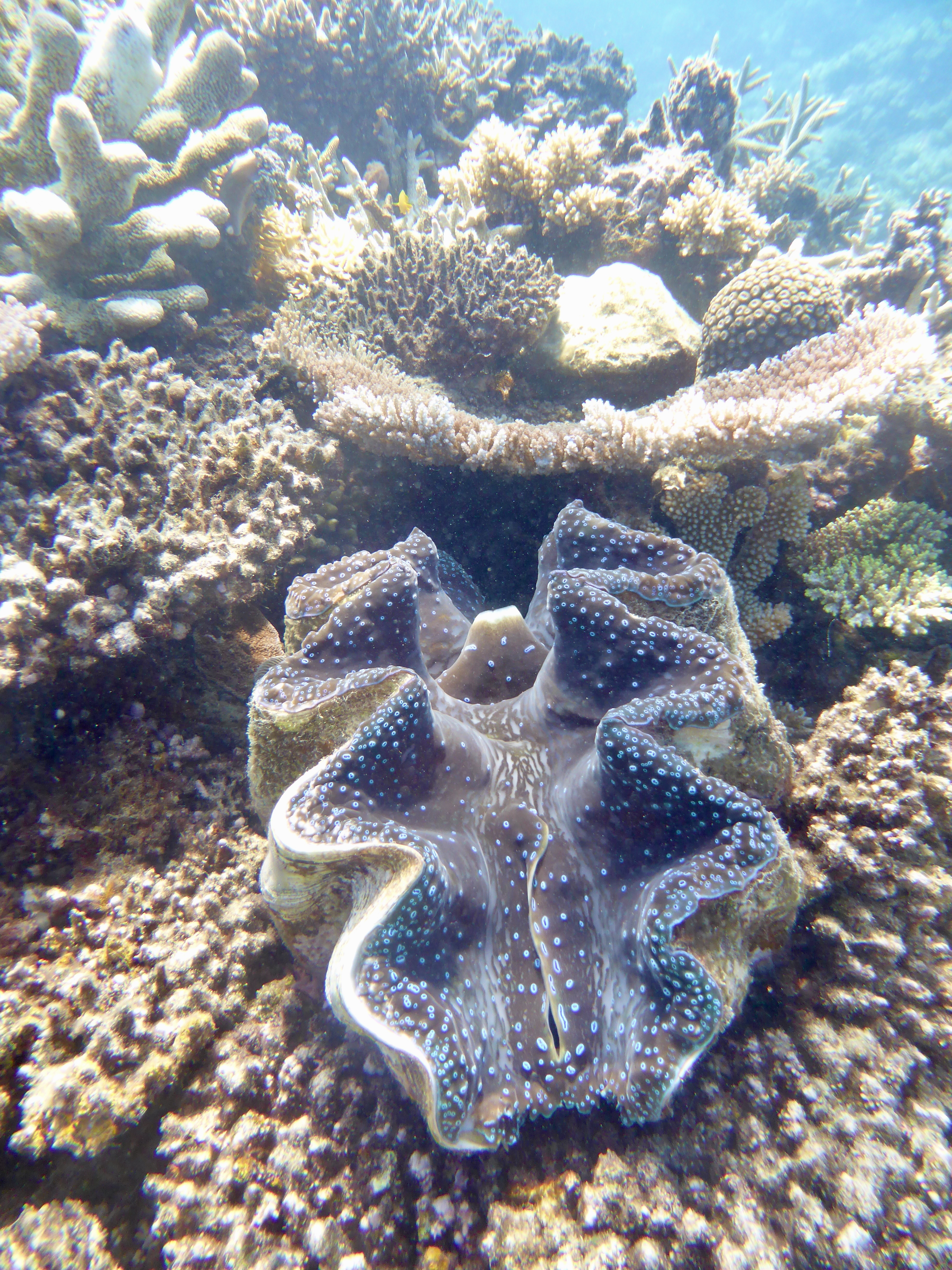 Plenty to see while snorkeling