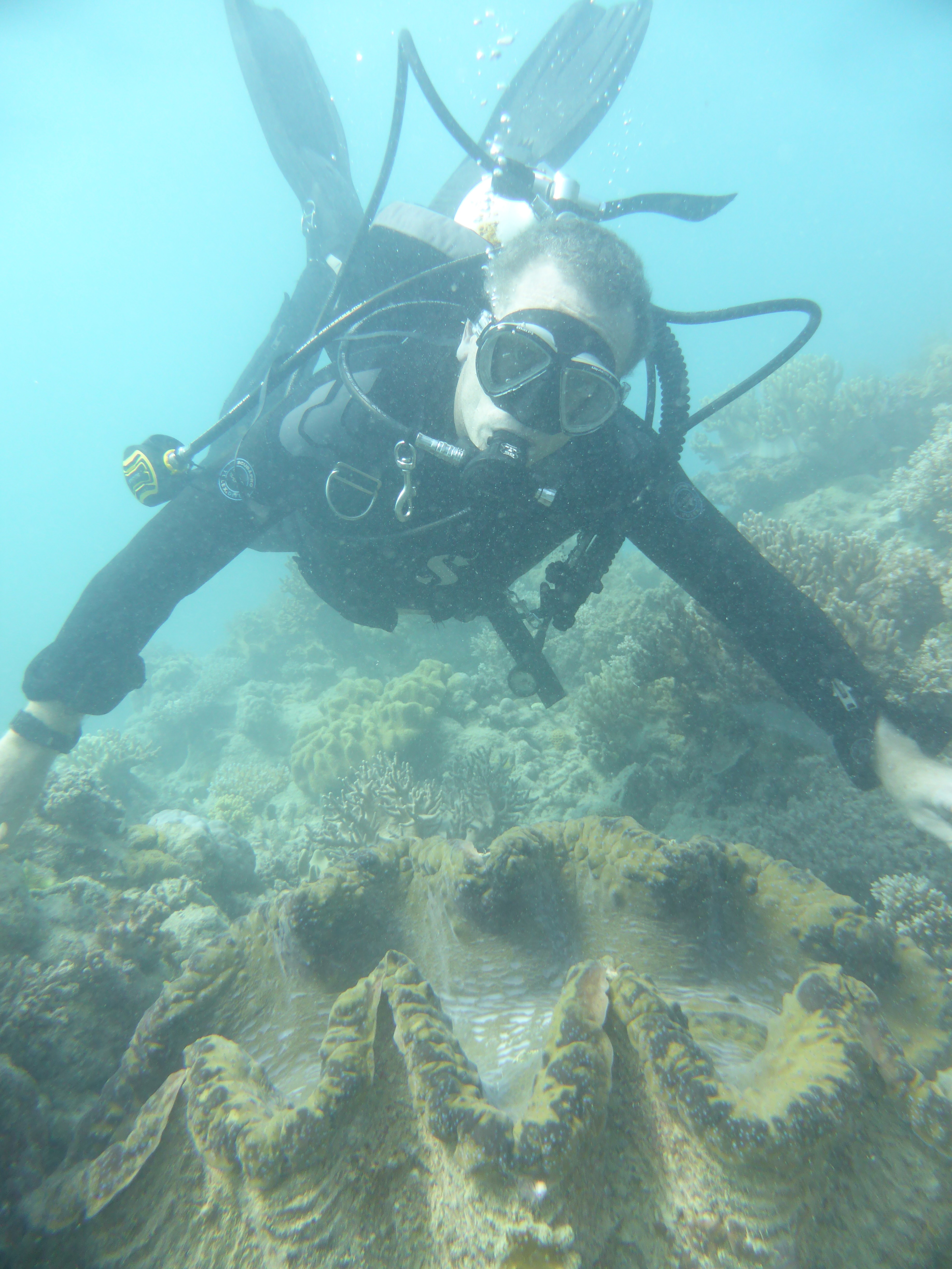 One of the many giant clams we saw on the dive