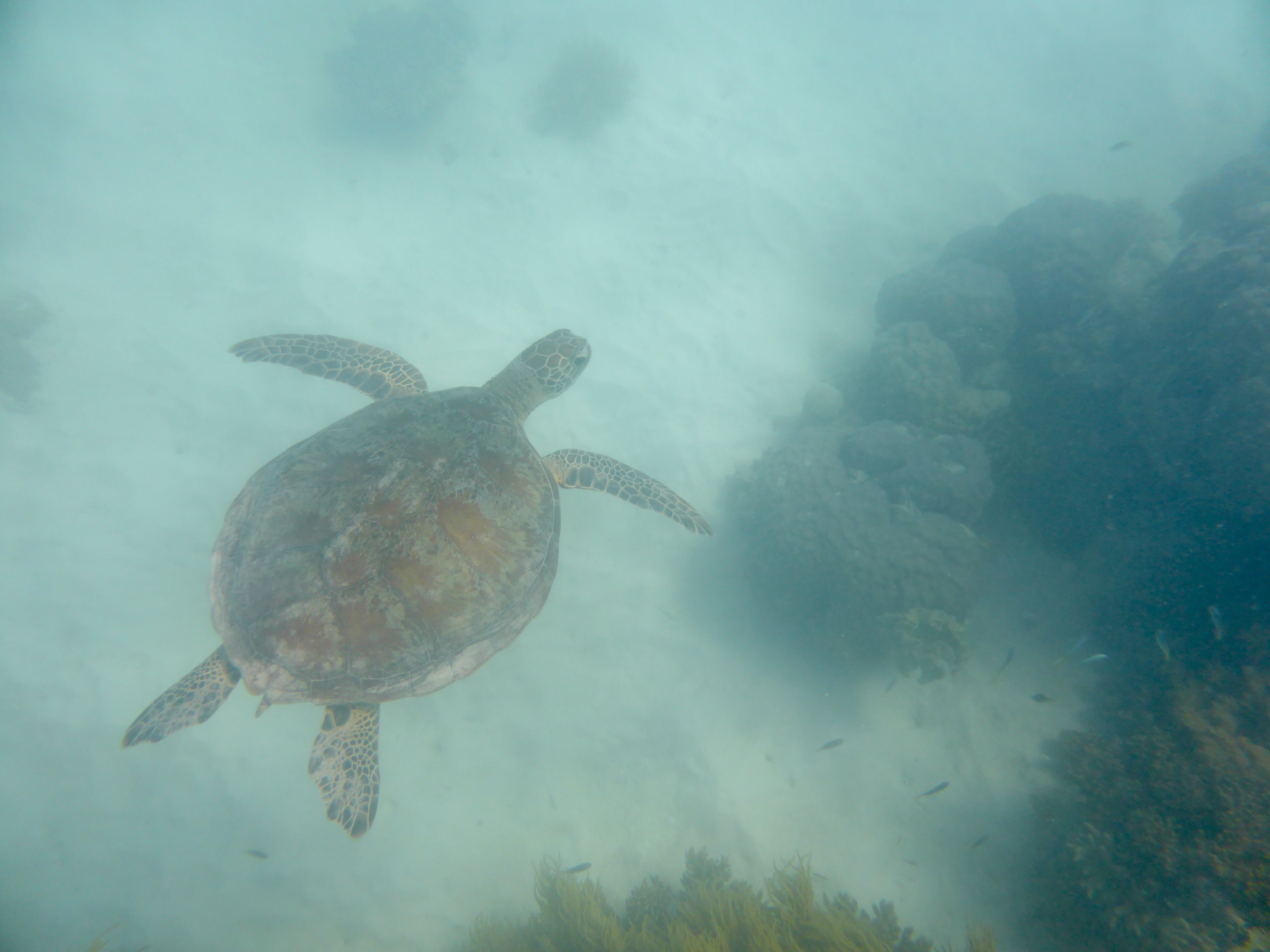 One of the many turtles we saw on the snorkel