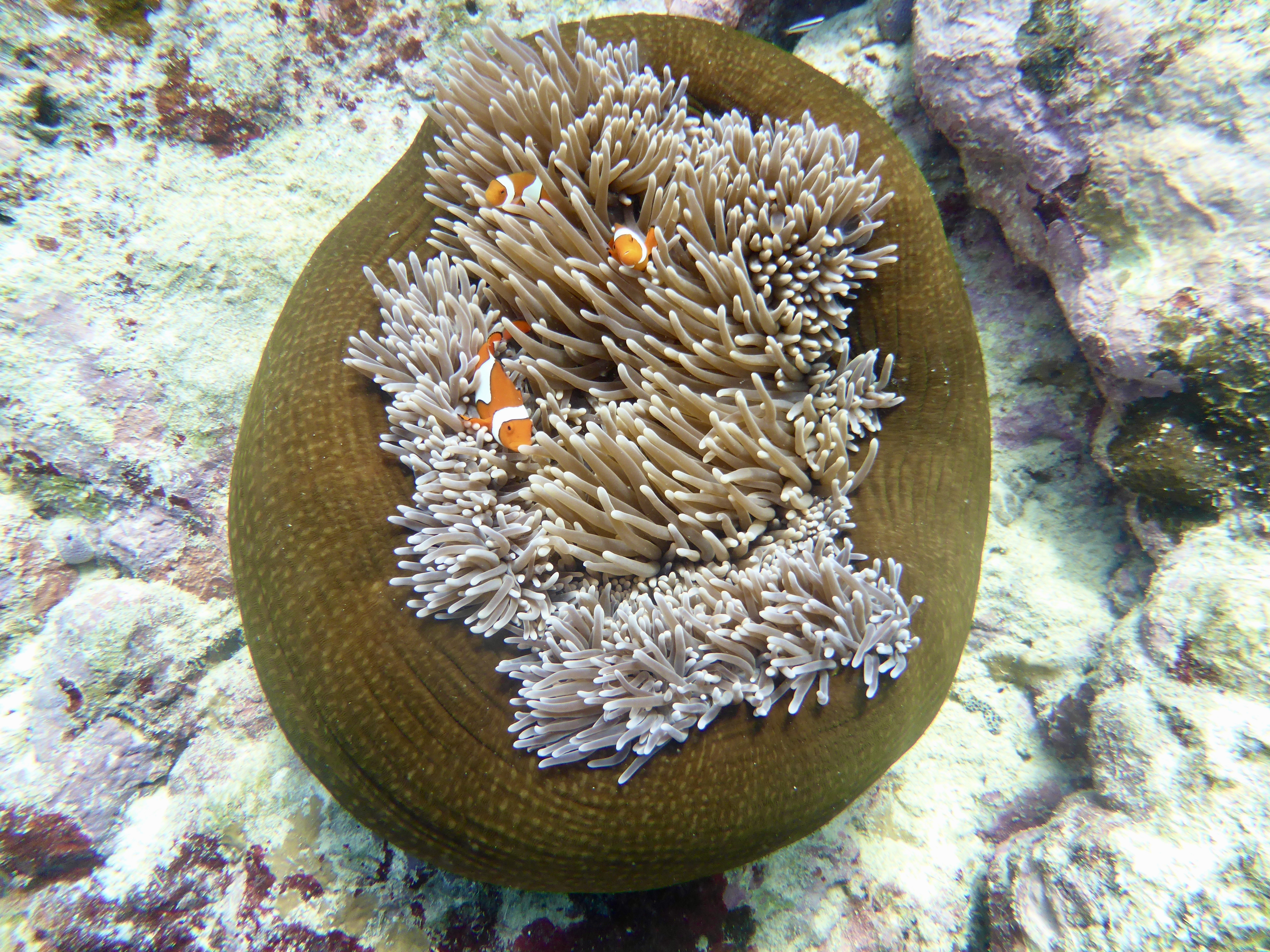We all loved checking out the anemone bowl
