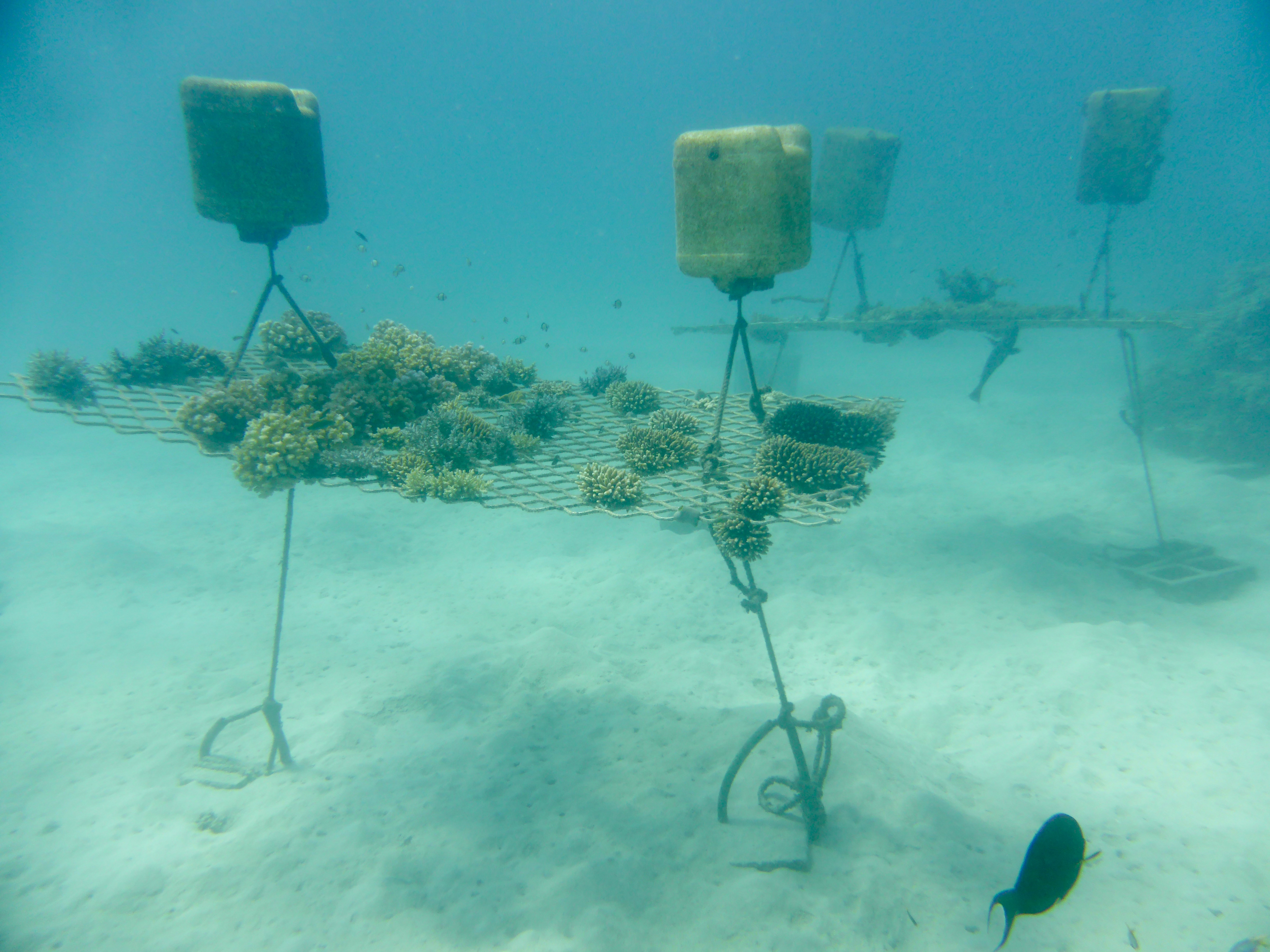 Checking out the multiple structures they have growing coral